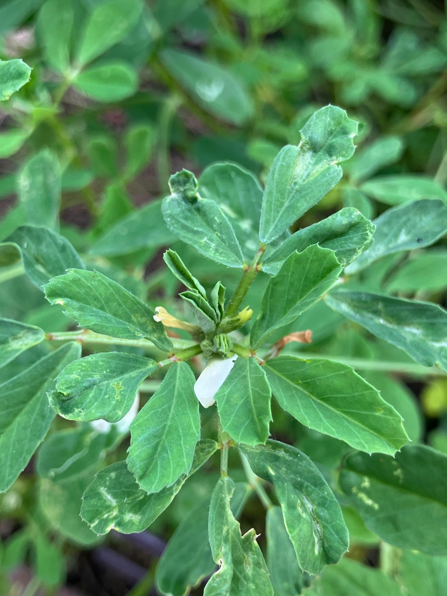 Vaistinė ožragė (Trigonella foenum-graecum)