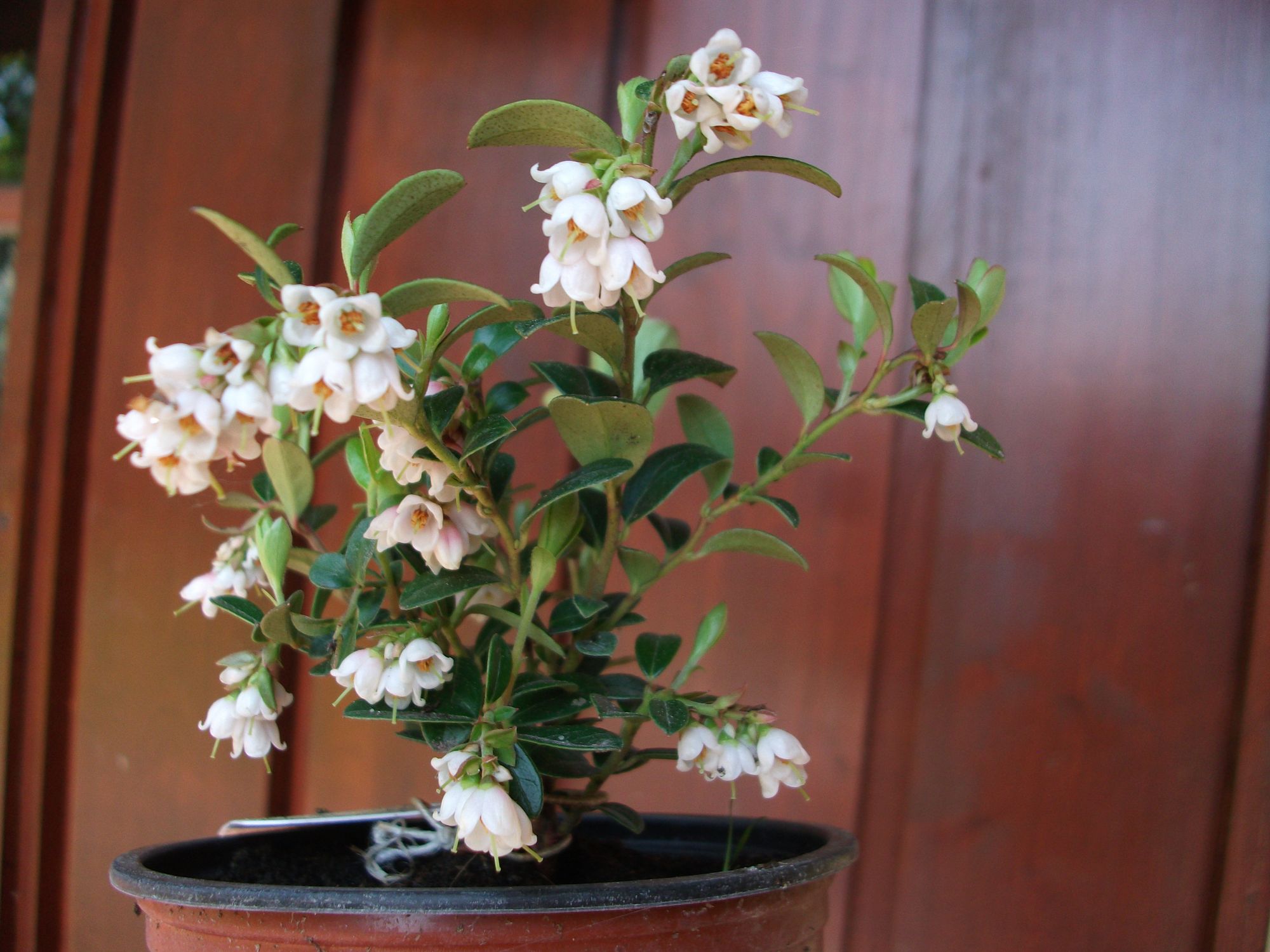 Bruknė 'Red Pearl' (Vaccinium vitis-idaea)