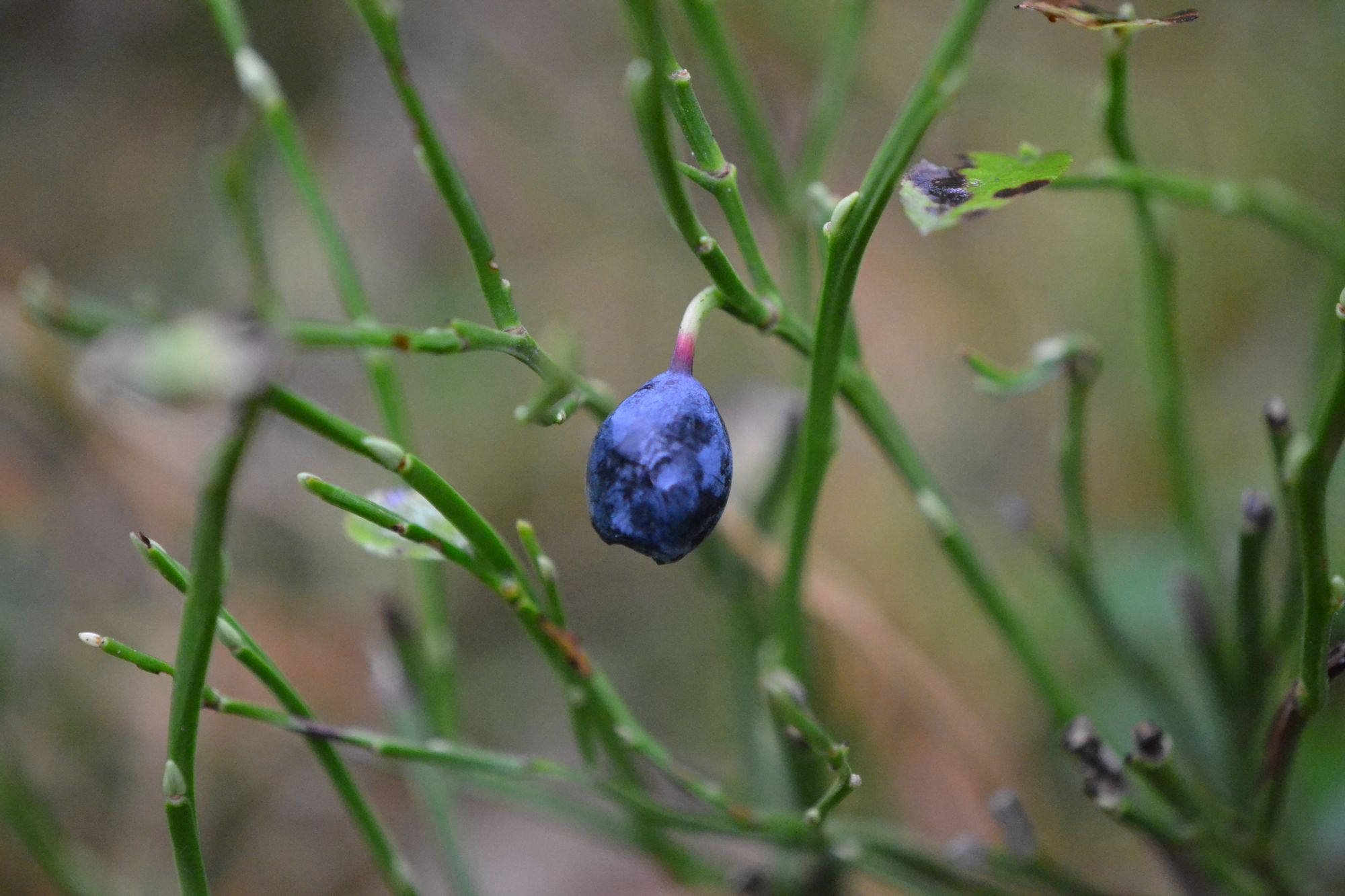 Paprastoji mėlynė (Vaccinium myrtillus)