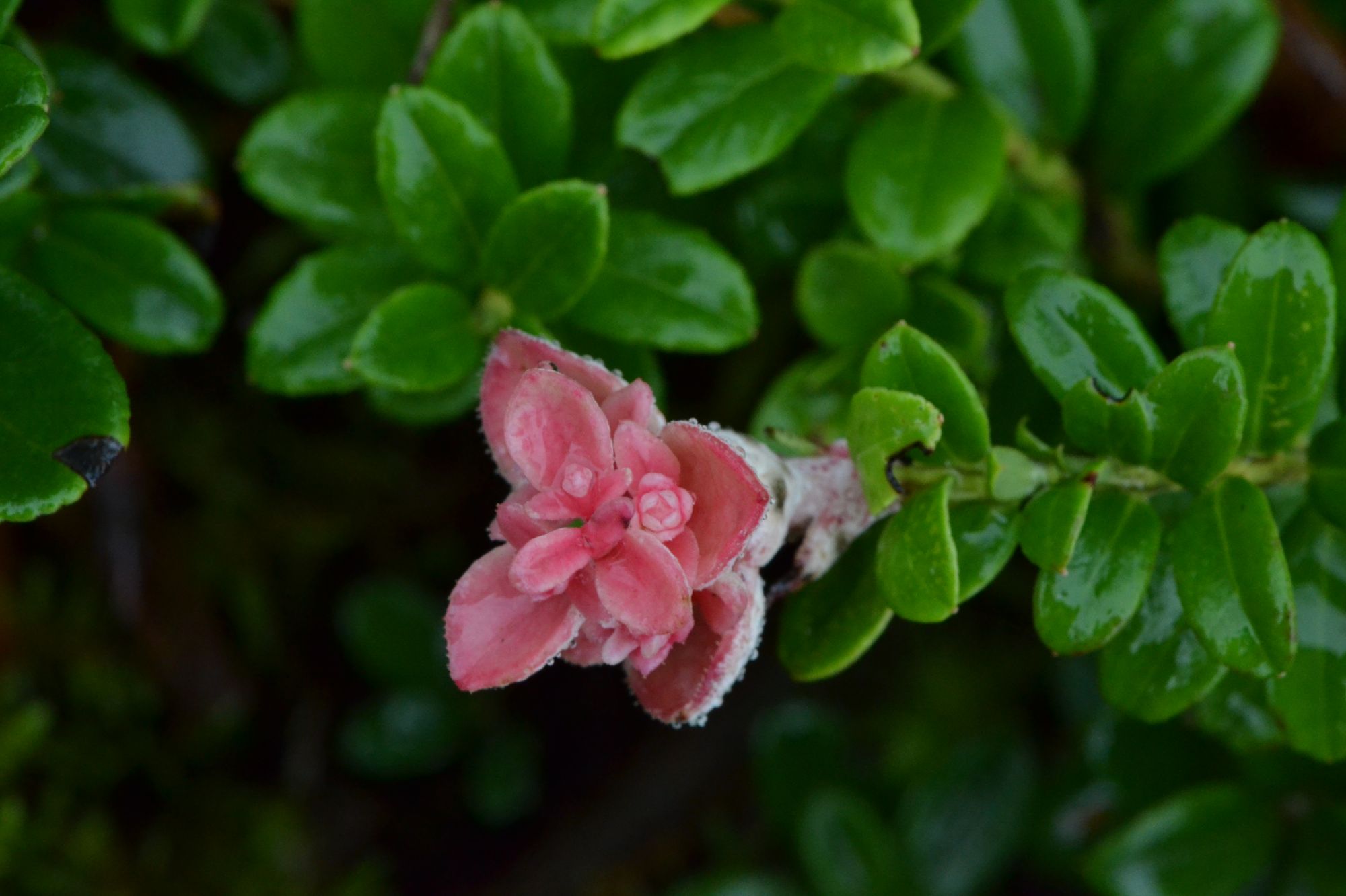 Paprastoji bruknė (Vaccinium vitis-idaea)