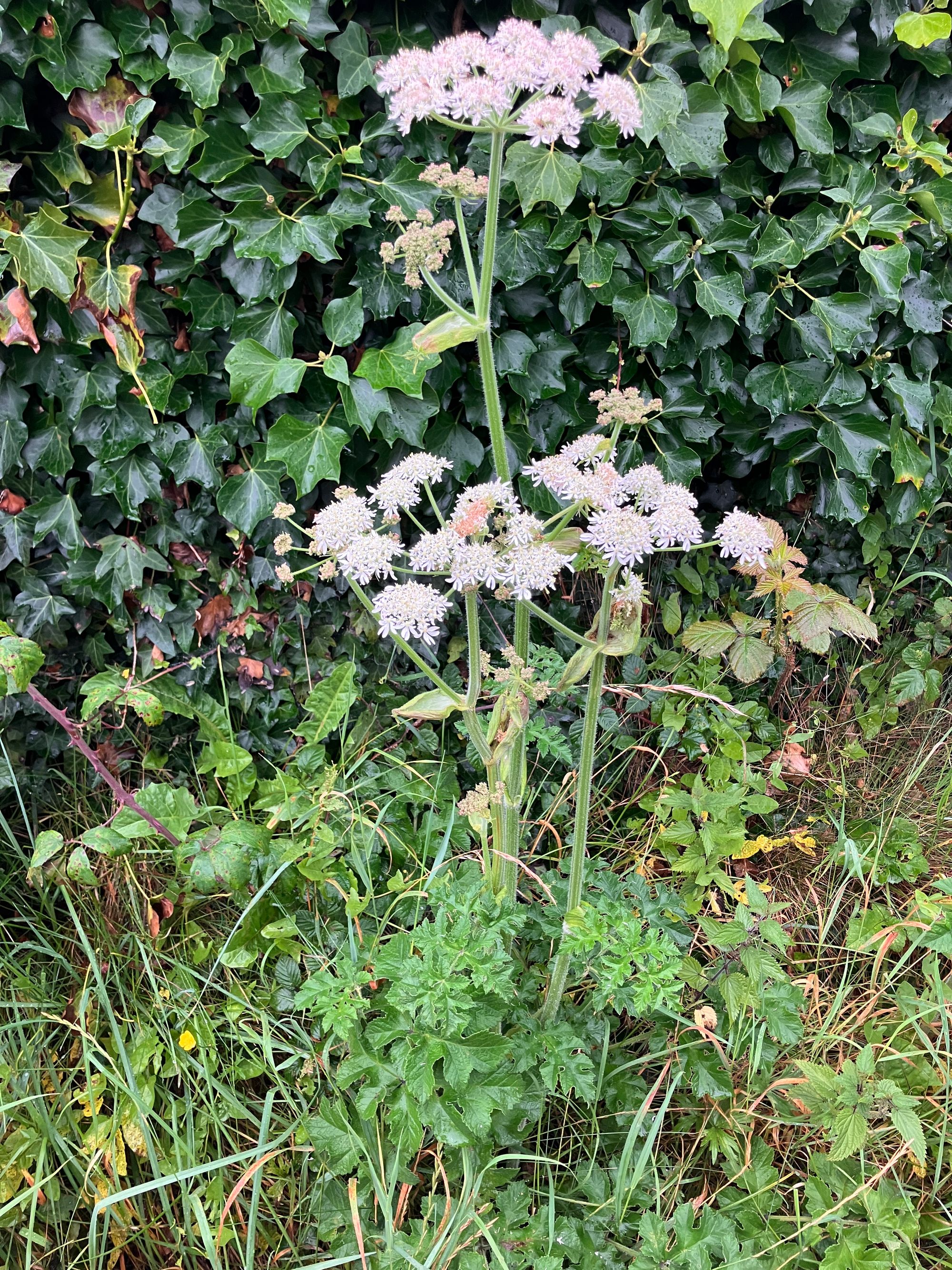Lankinis barštis (Heracleum sphondylium)