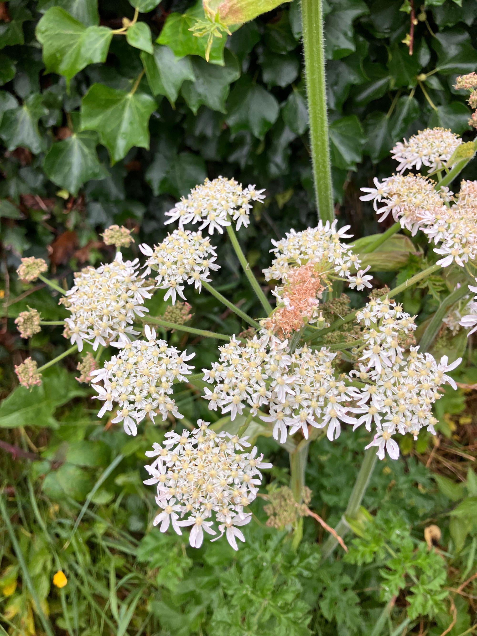 Lankinis barštis (Heracleum sphondylium)