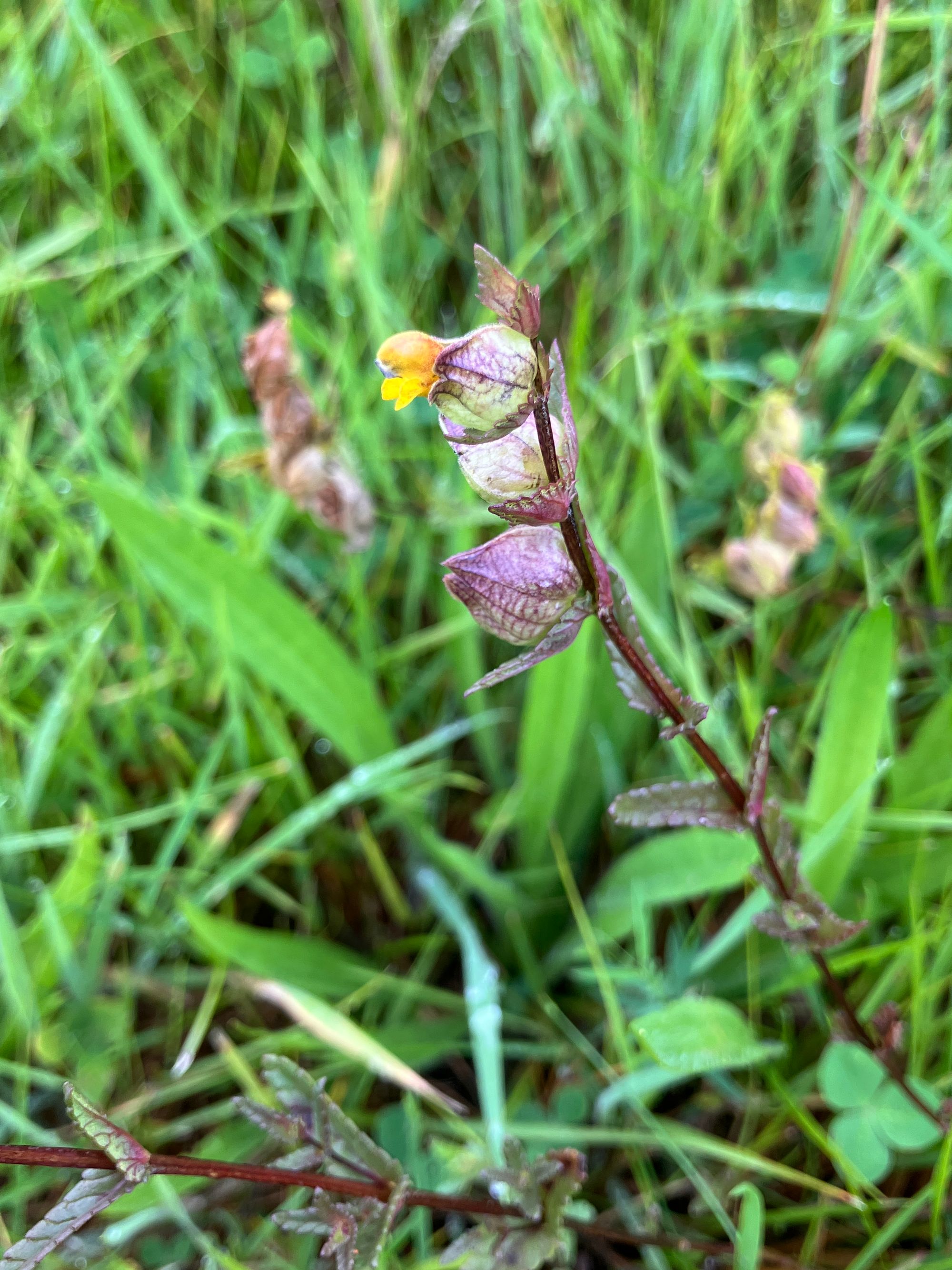Mažasis barškutis (Rhinanthus minor)