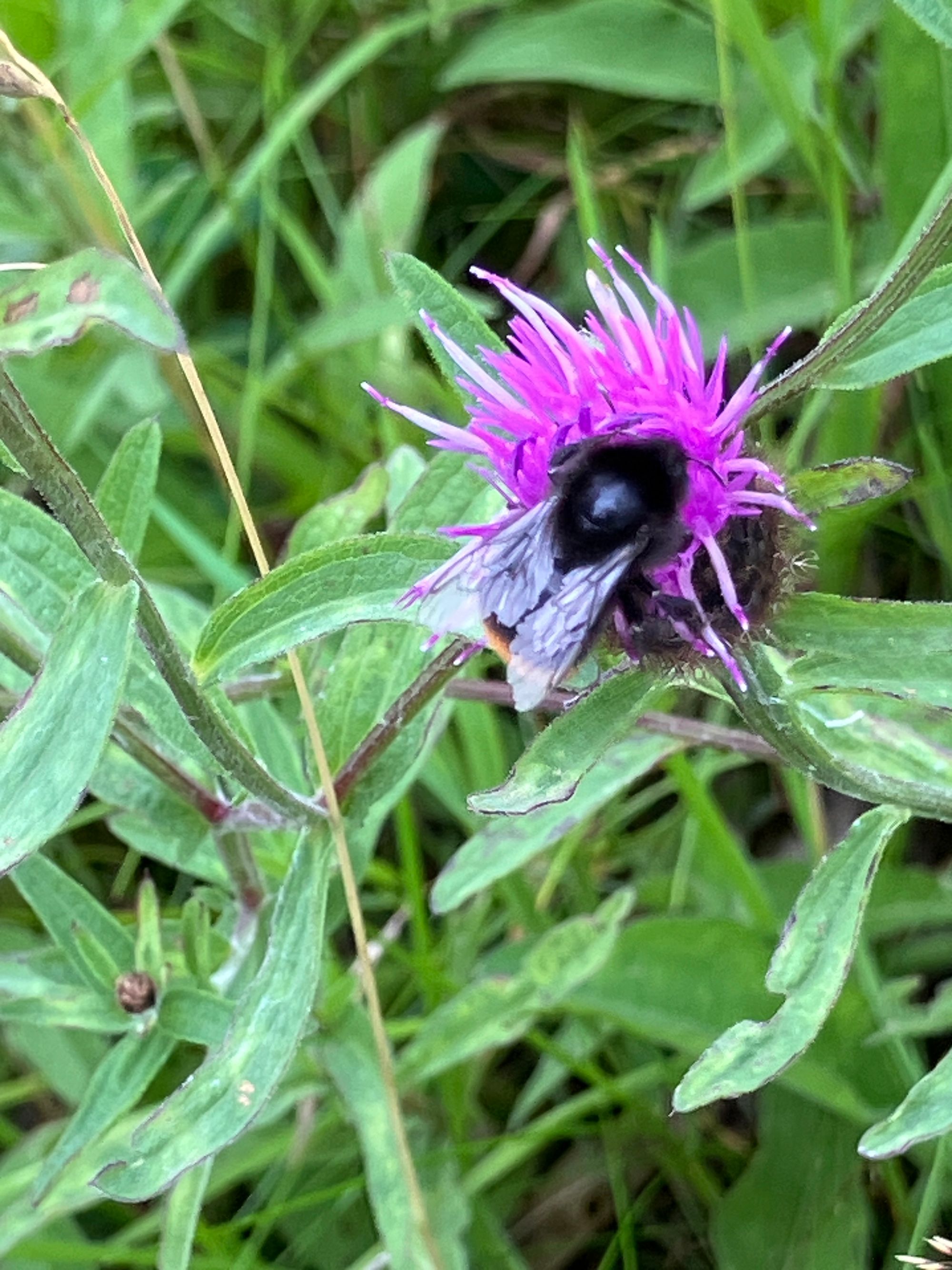 Juodoji bajorė (Centaurea nigra)