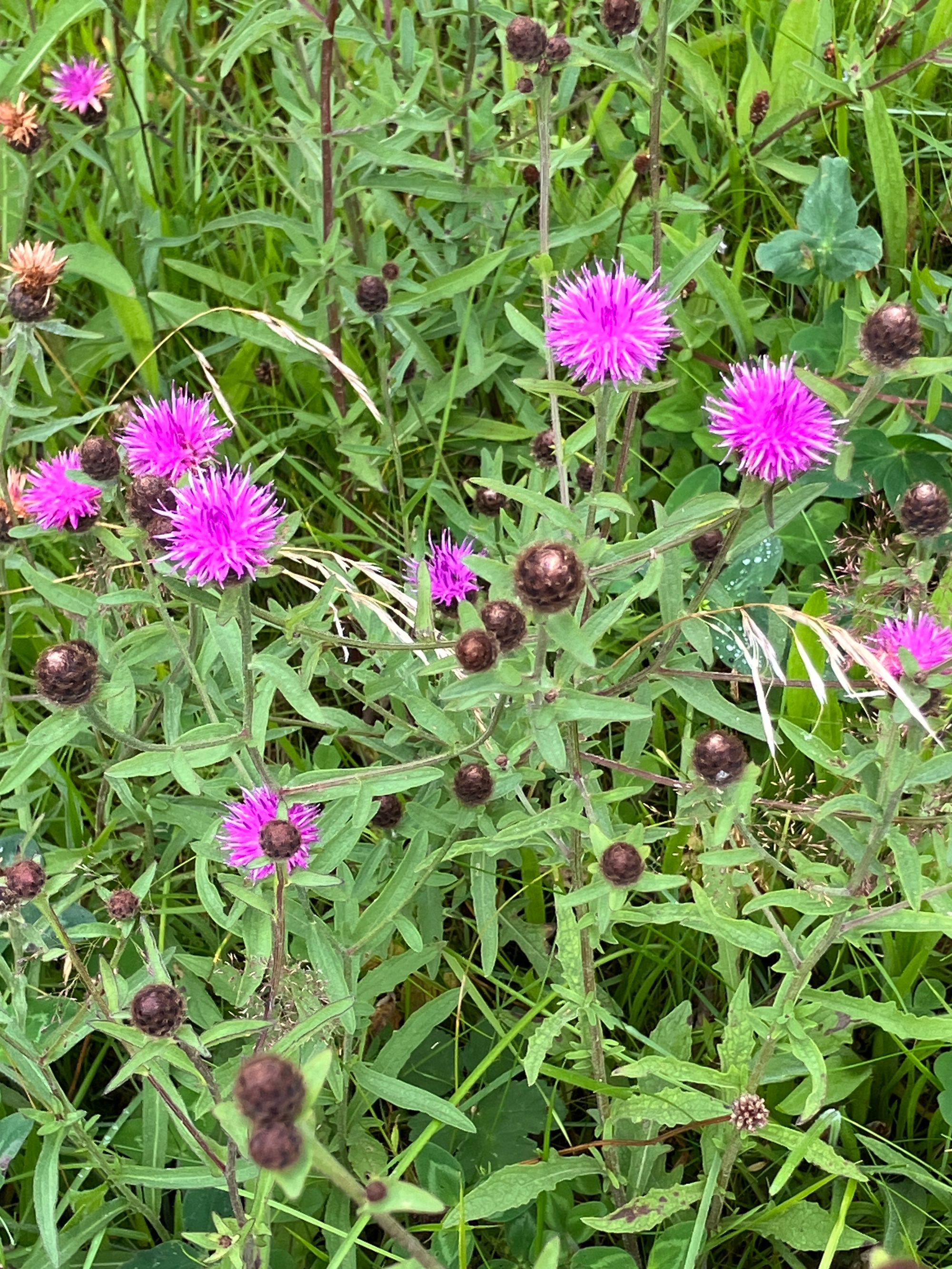 Juodoji bajorė (Centaurea nigra)