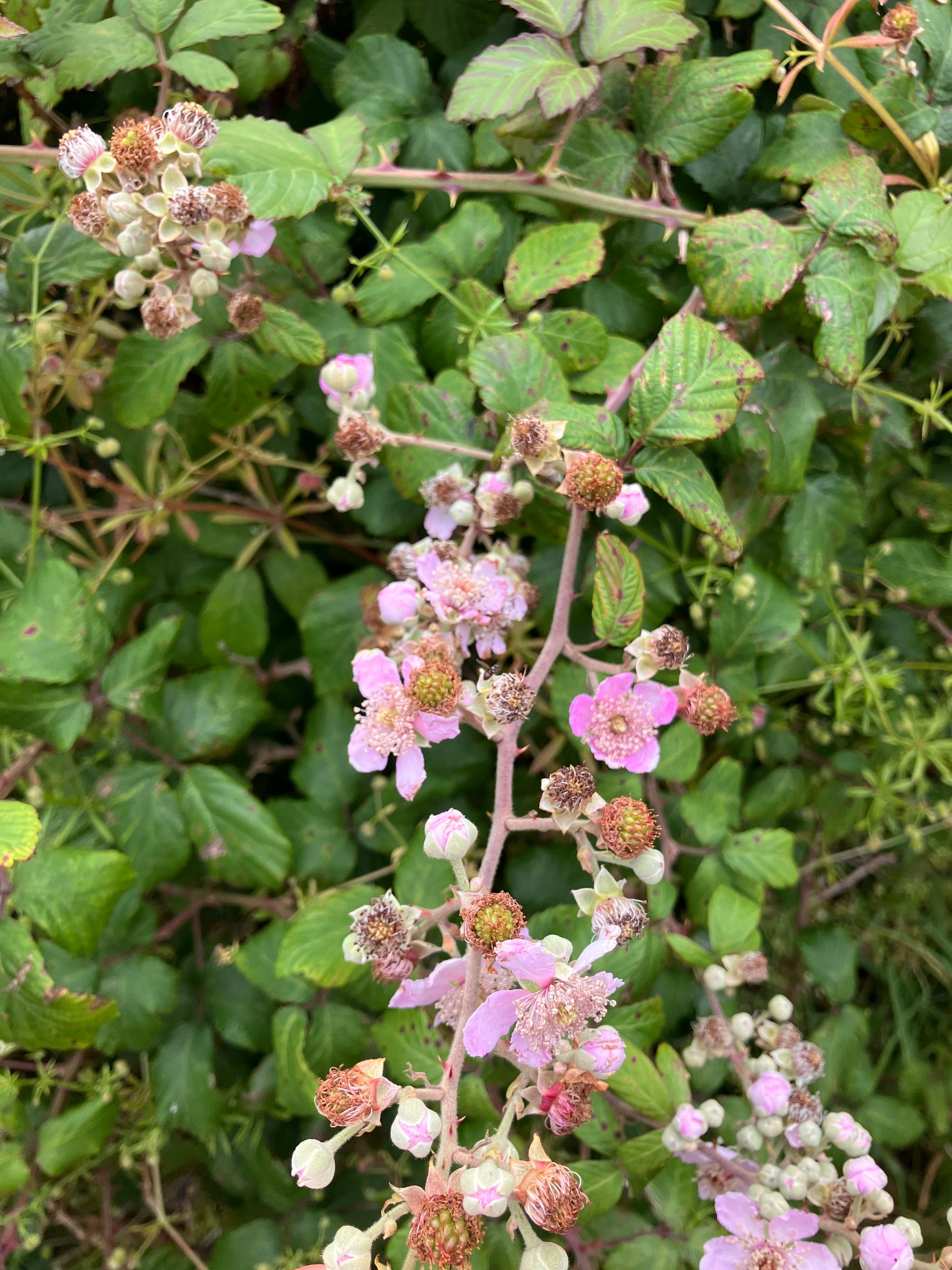 Guobalapė gervuogė (Rubus ulmifolius)