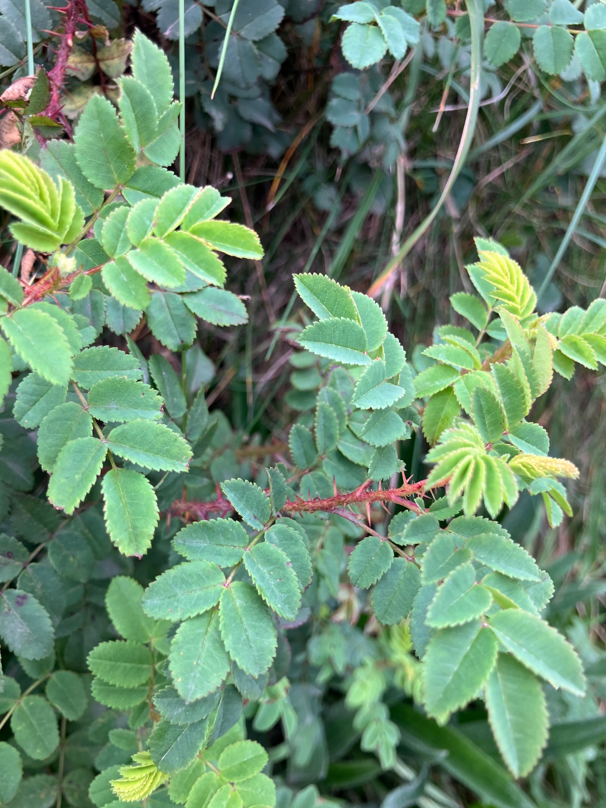 Tankiadyglis erškėtis (Rosa spinosissima, syn. Rosa pimpinellifolia)
