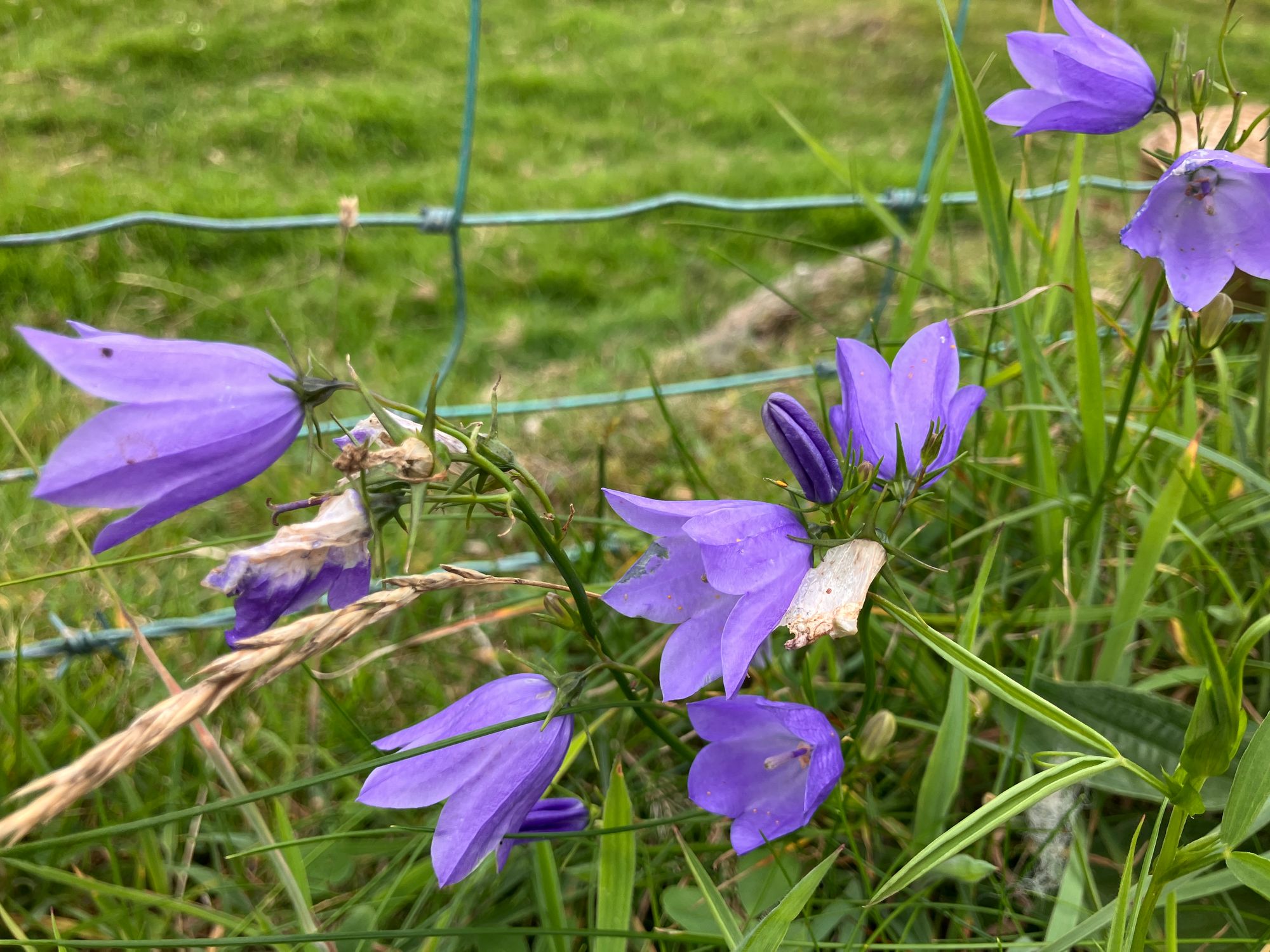 Apskritalapis katilėlis (Campanula rotundifolia)