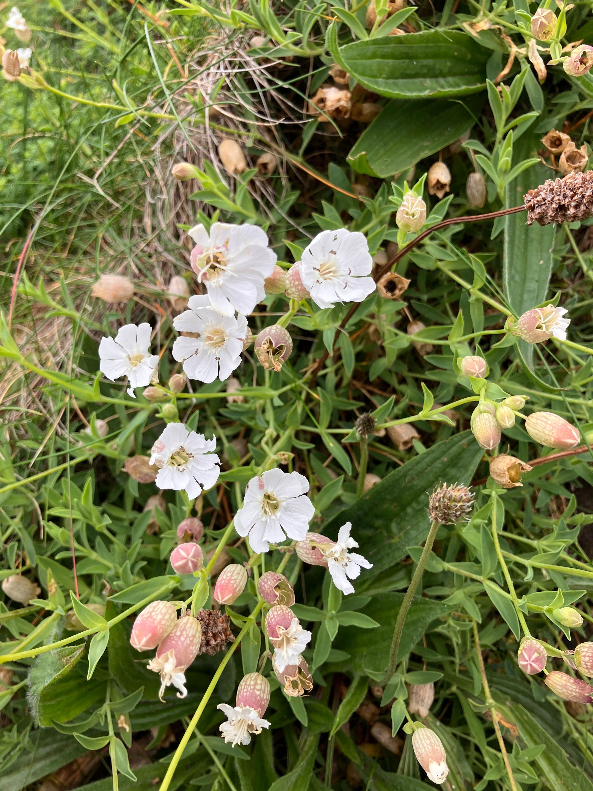 Pajūrinė naktižiedė (Silene uniflora)