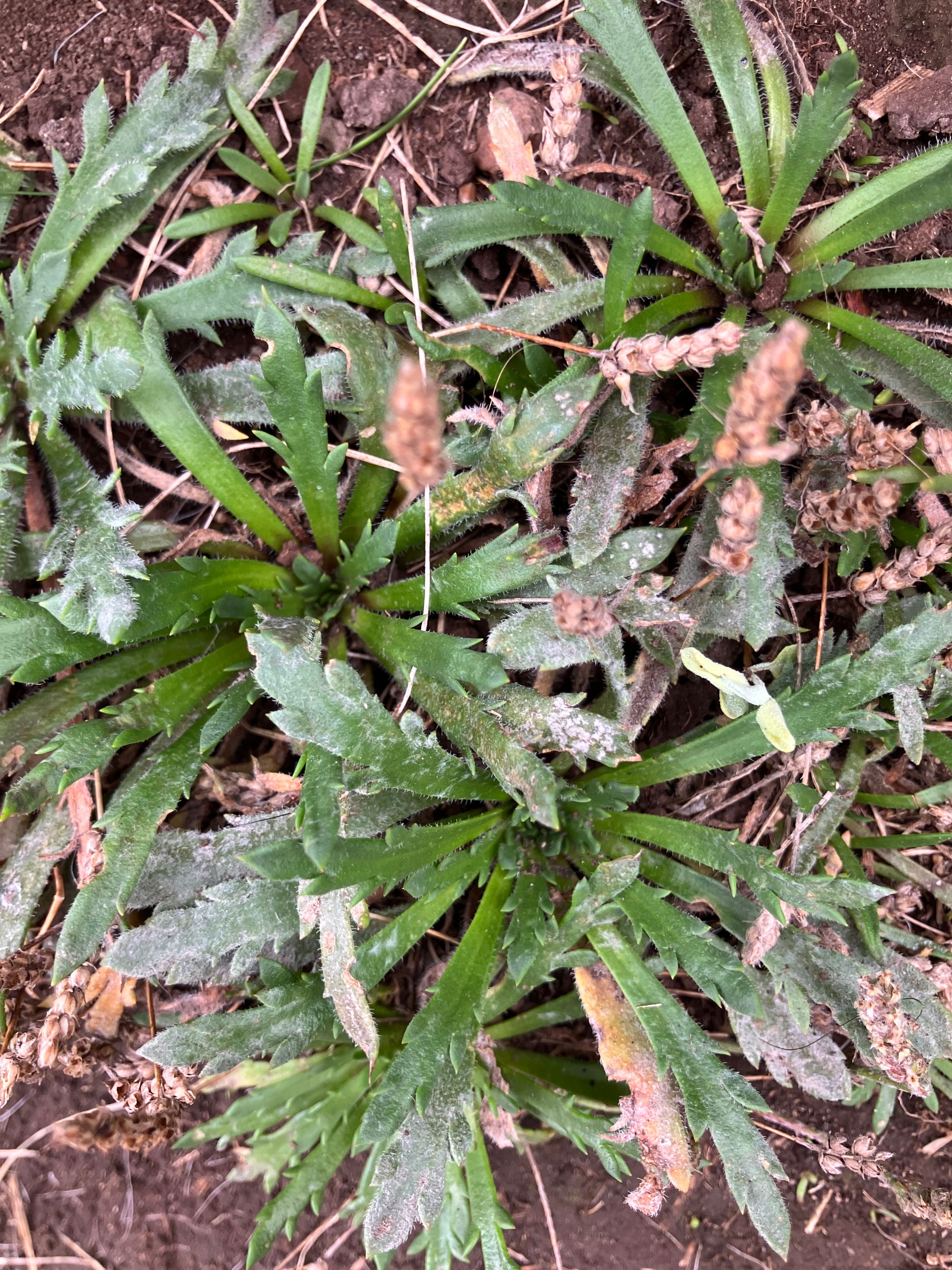 Gyslotis (Plantago coronopus)