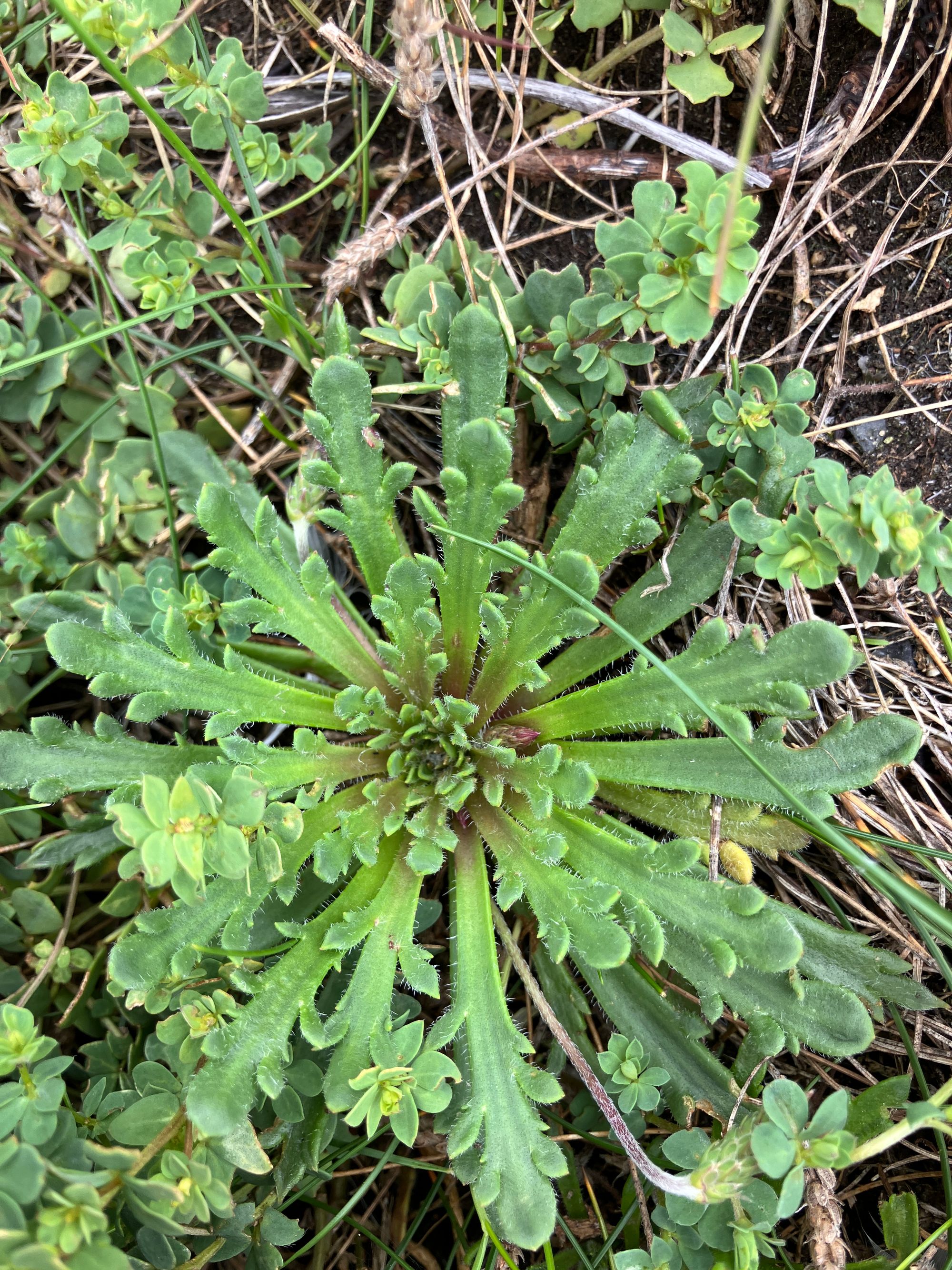 Gyslotis (Plantago coronopus)
