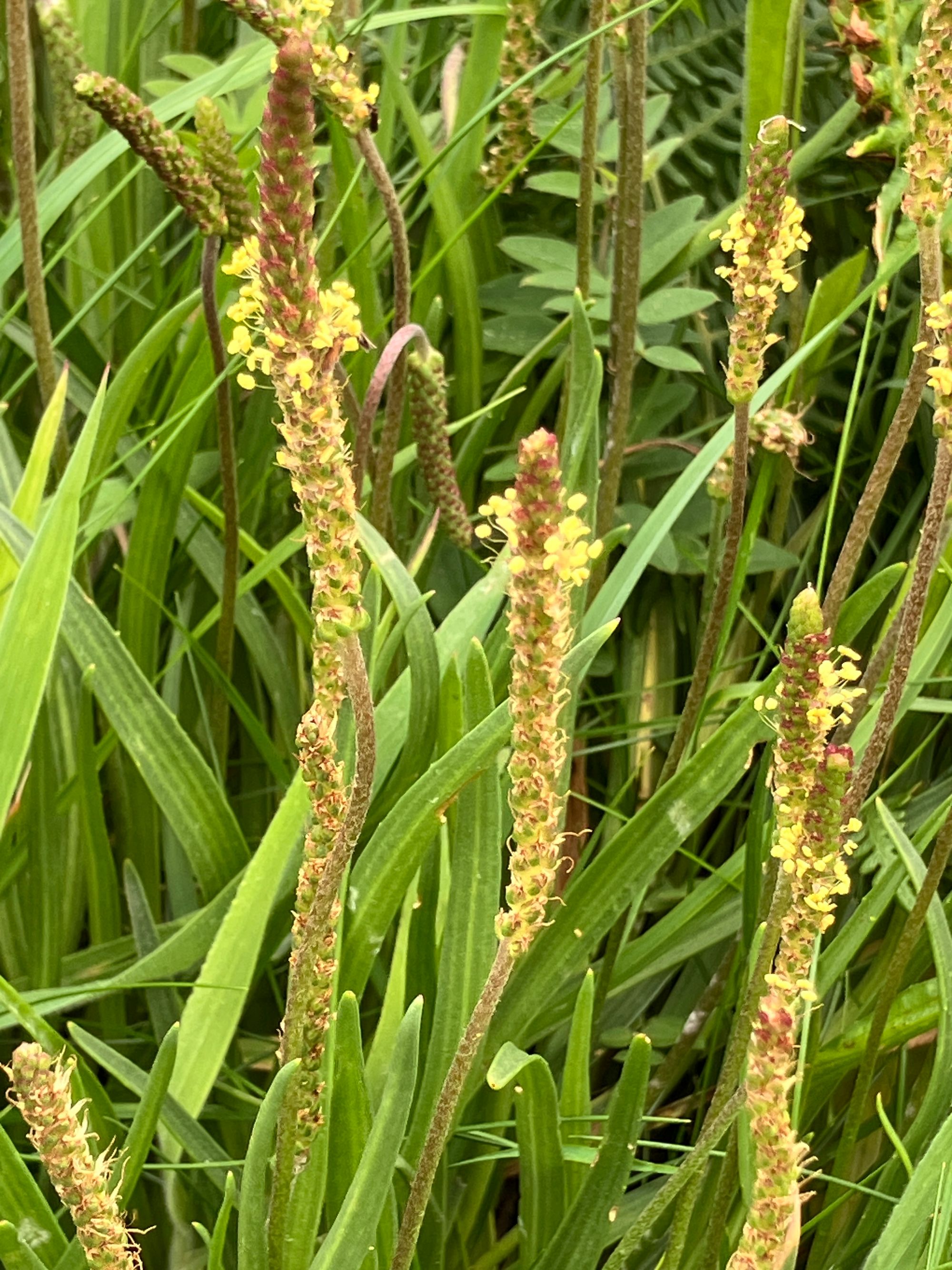Pajūrinis gyslotis (Plantago maritima)