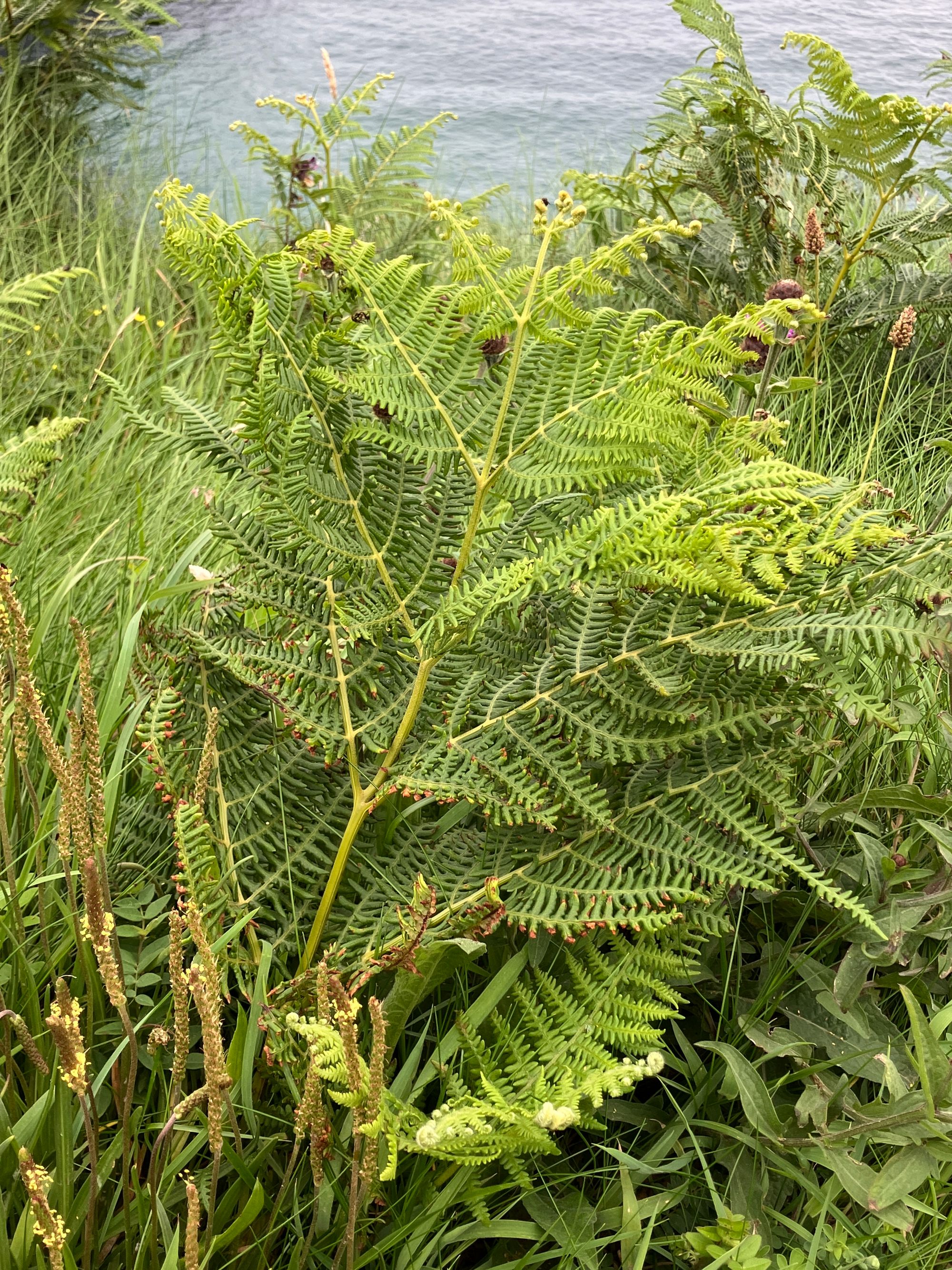 Didžialapis šakys (Pteridium aquilinum)