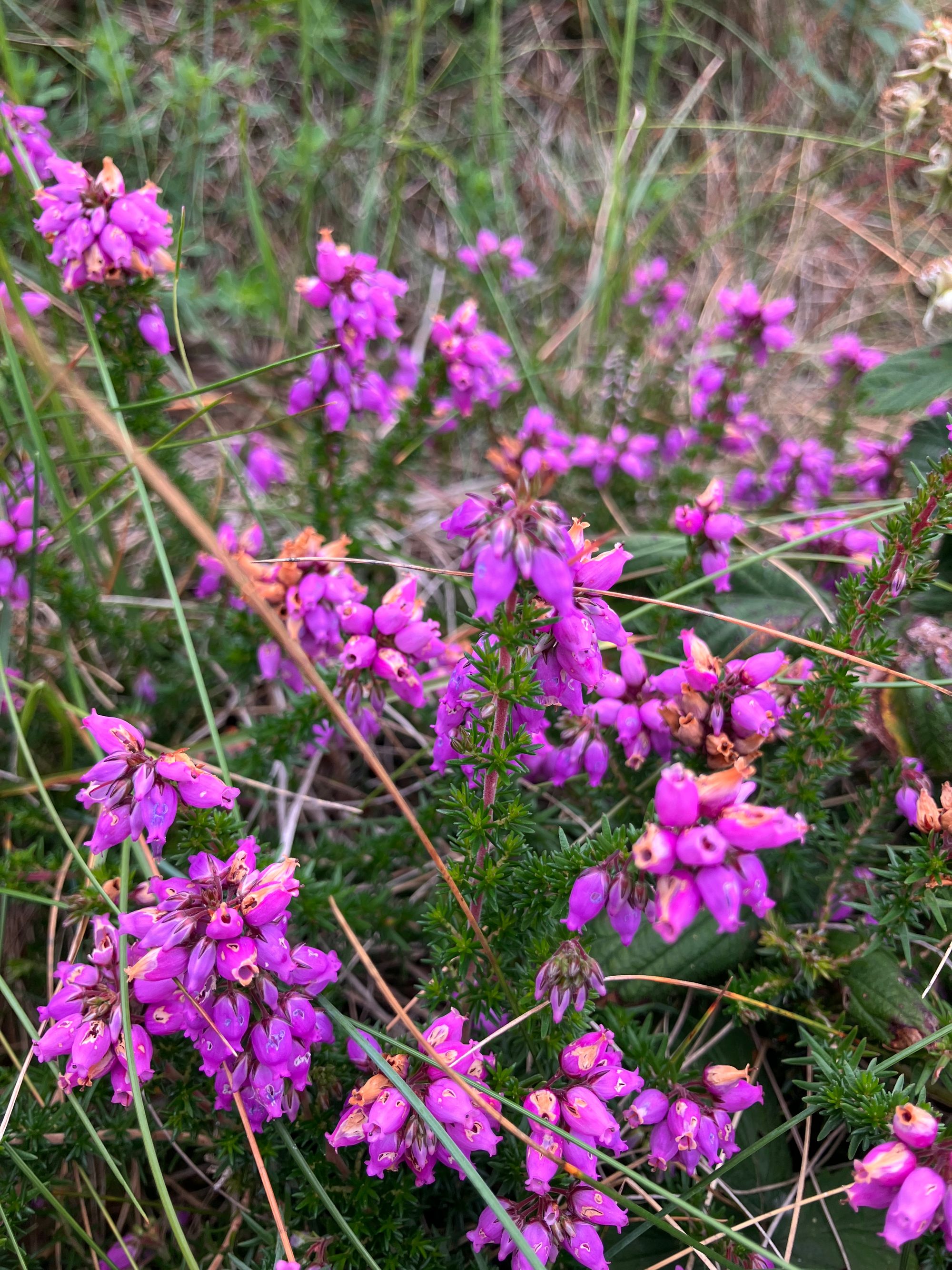 Erica cinerea (Pilkoji erika)