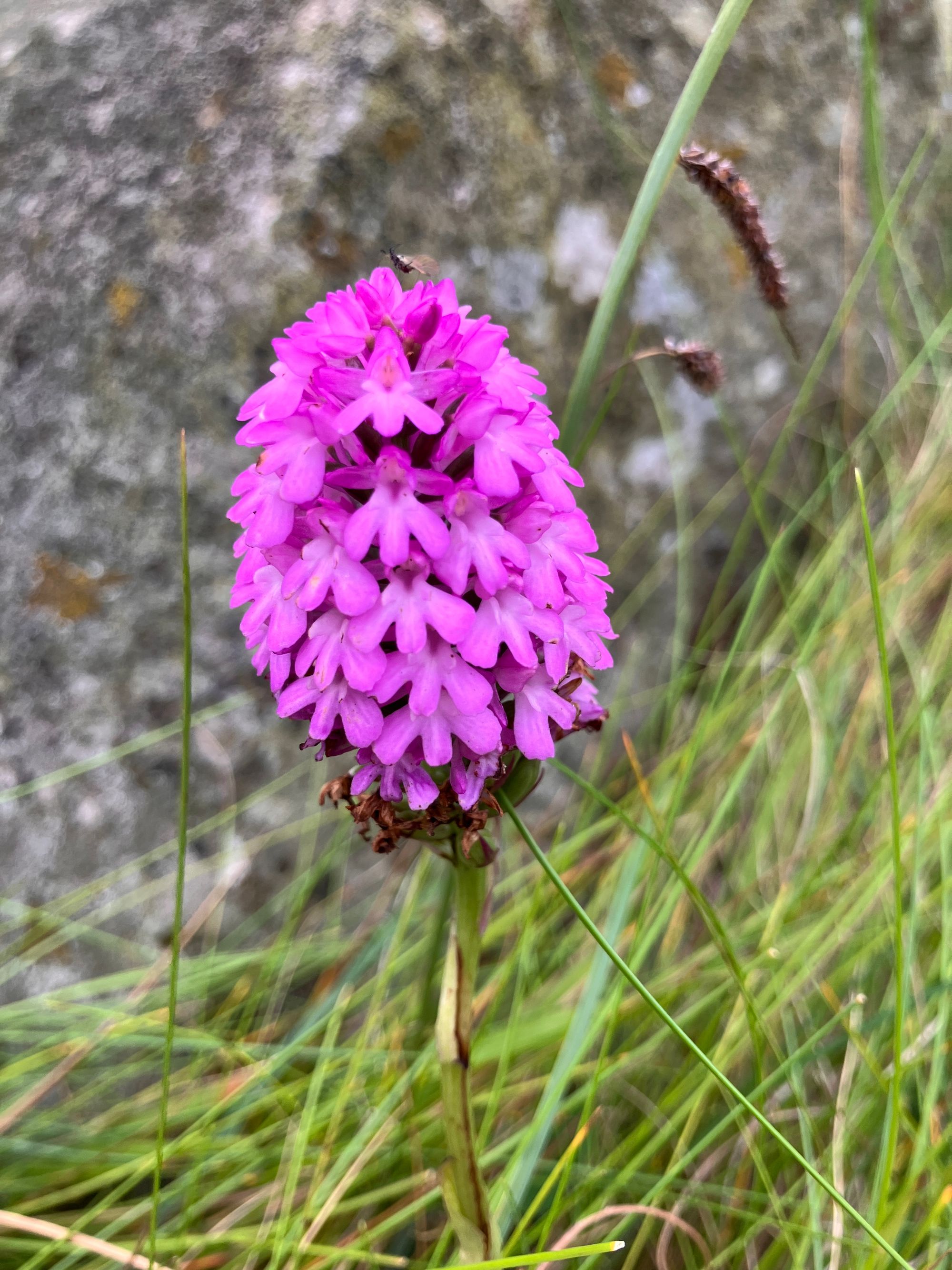 Anakamptis (Anacamptis pyramidalis)