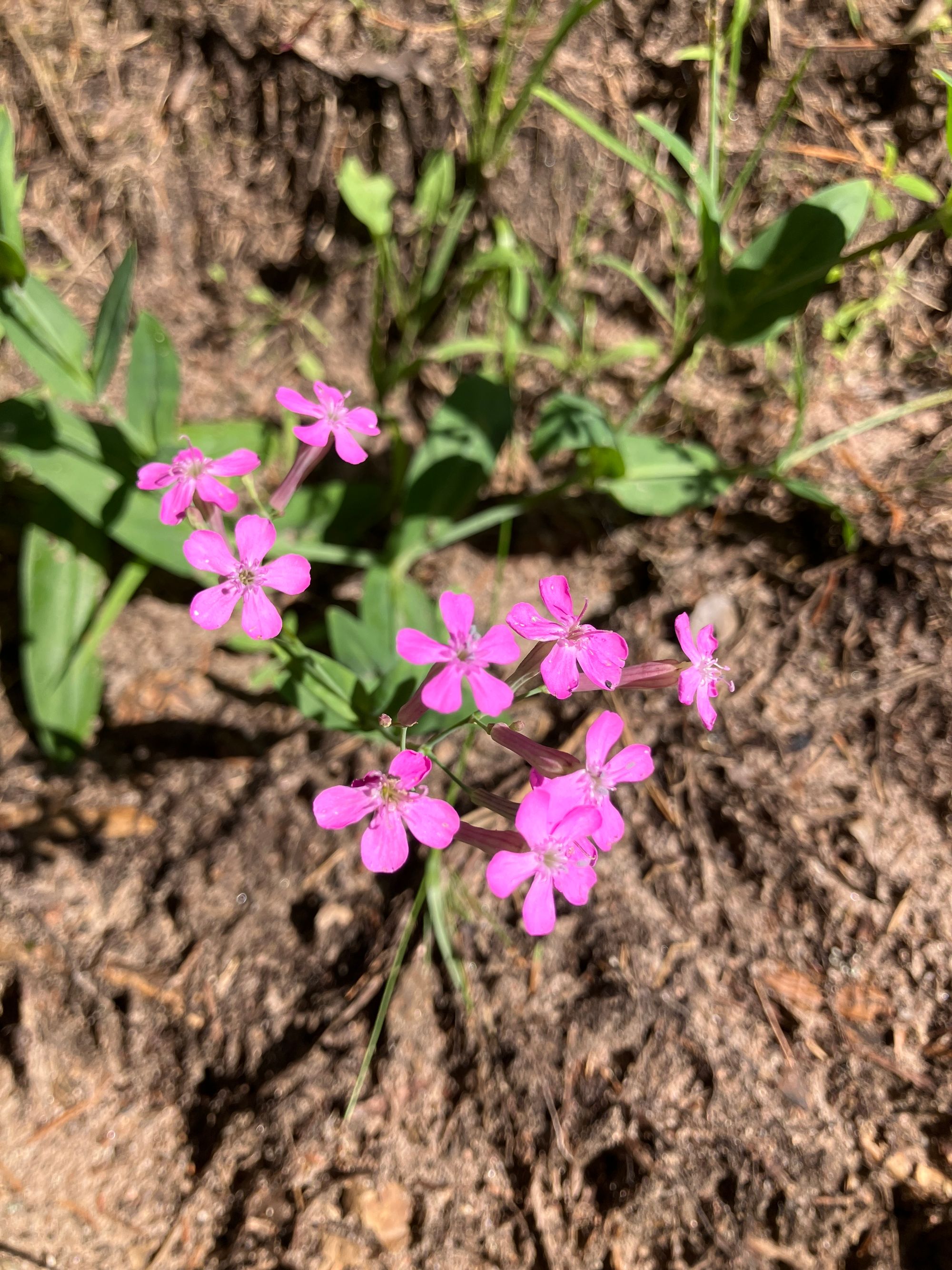 Darželinė naktižiedė (Atocion armeria, syn. Silene armeria)