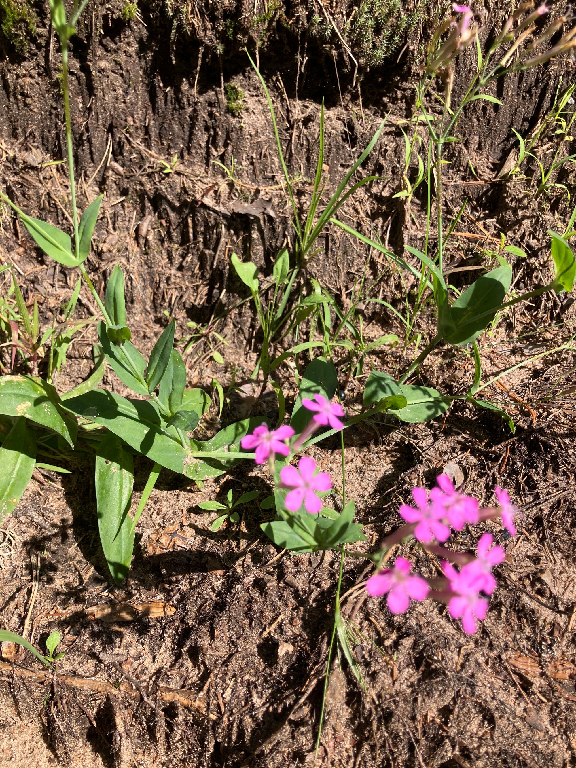 Darželinė naktižiedė (Atocion armeria, syn. Silene armeria)