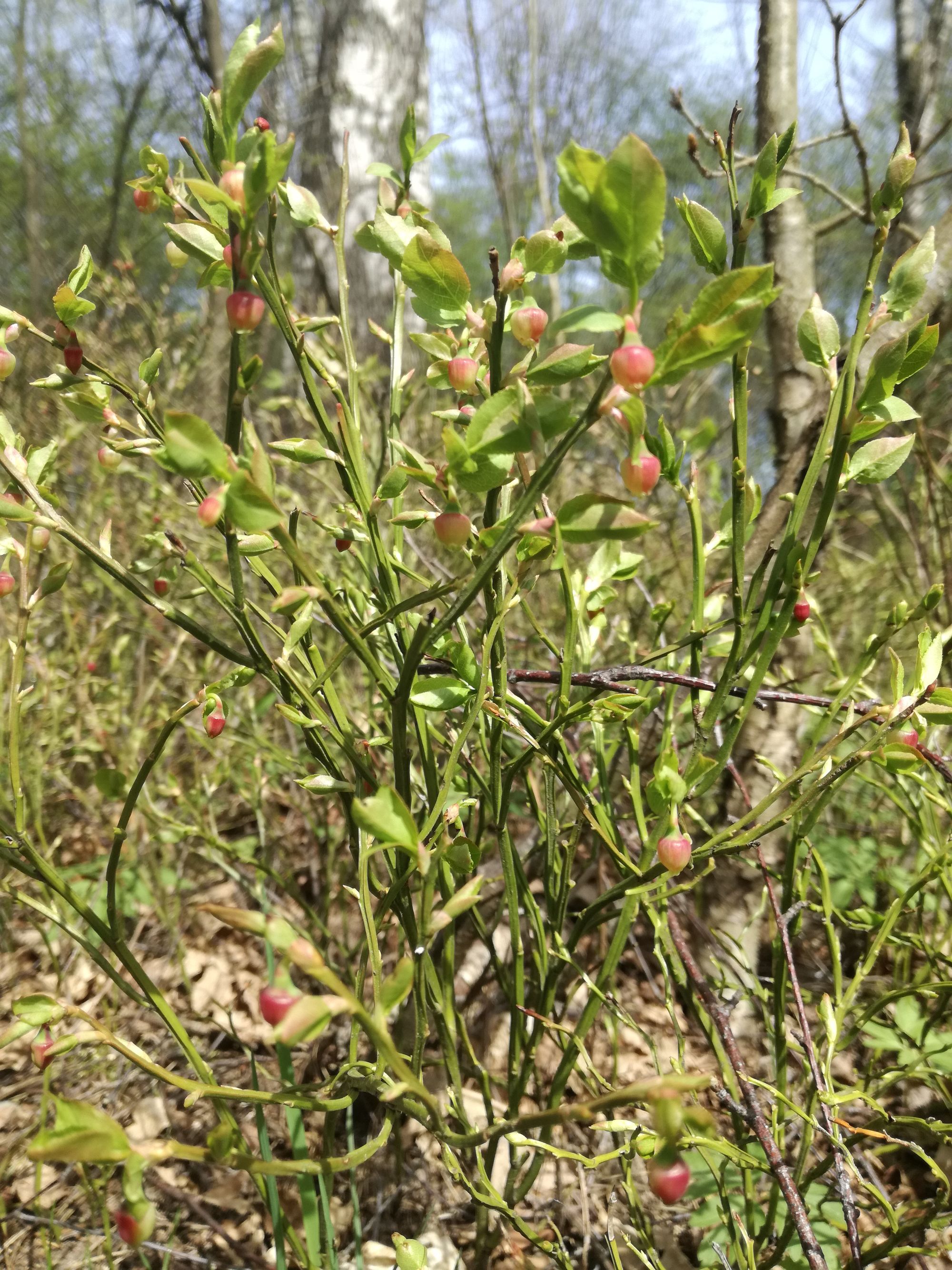 Paprastoji mėlynė (Vaccinium myrtillus)