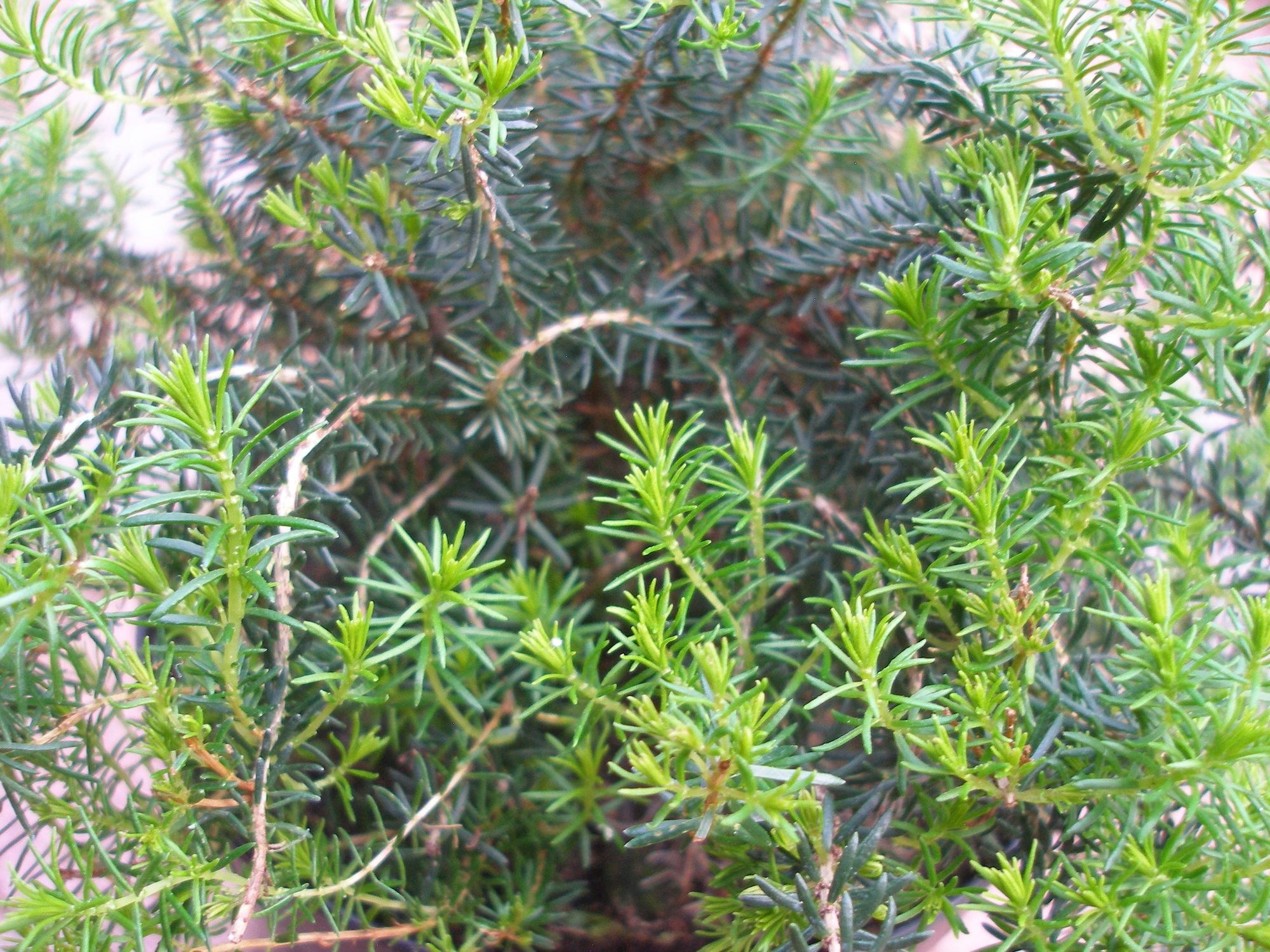 Padrikoji erika 'Mrs Maxwell' (Erica vagans)