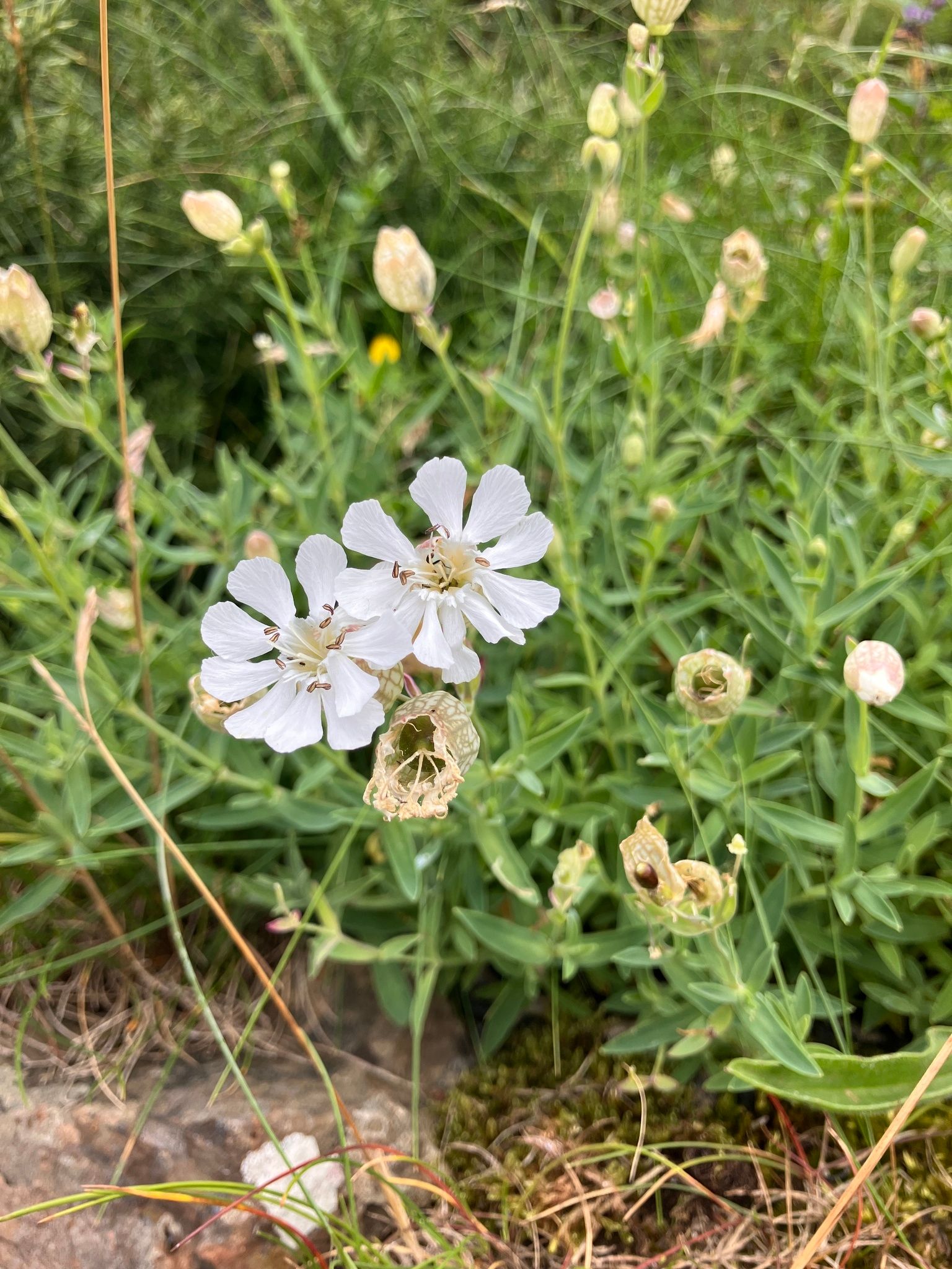 Pajūrinė naktižiedė (Silene uniflora)