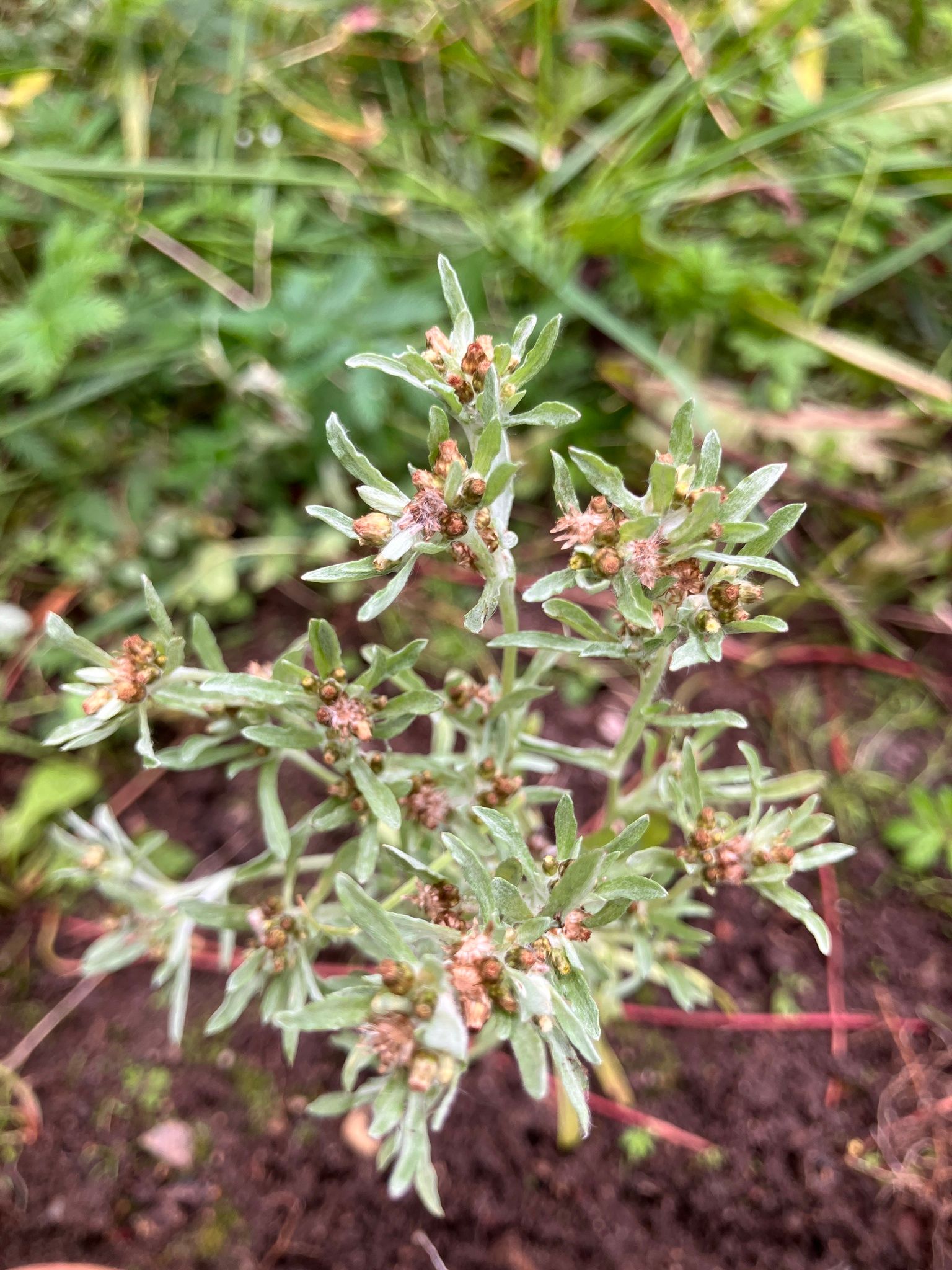 Pelkinis pūkelis (Gnaphalium uliginosum)