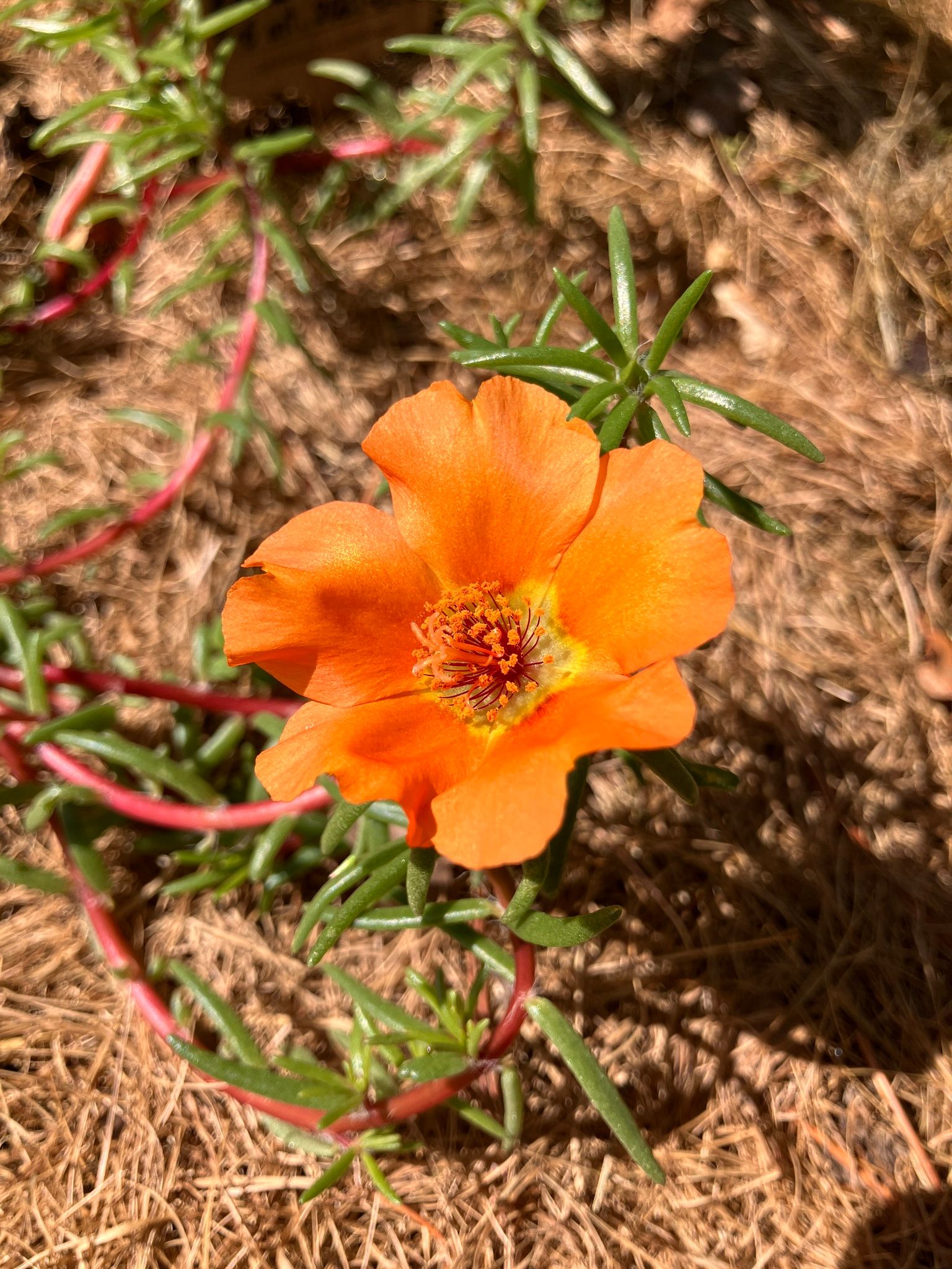 Didžiažiedė portulaka (Portulaca grandiflora)