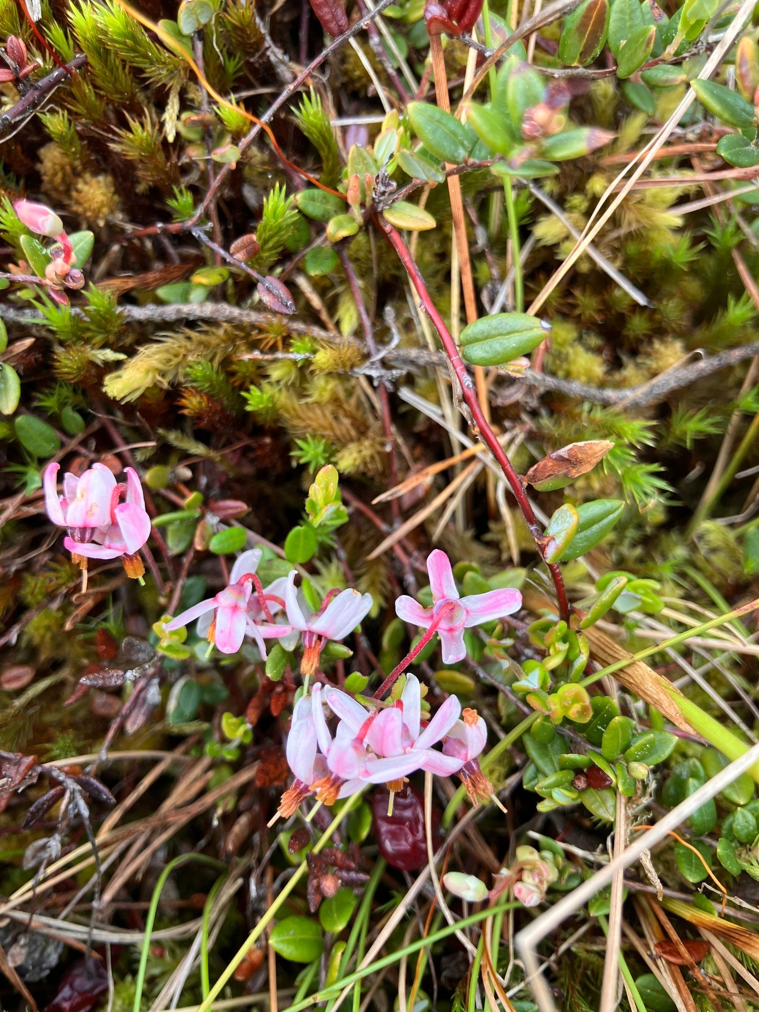 Paprastoji spanguolė (Vaccinium oxycoccos, syn. Oxycoccos palustris)