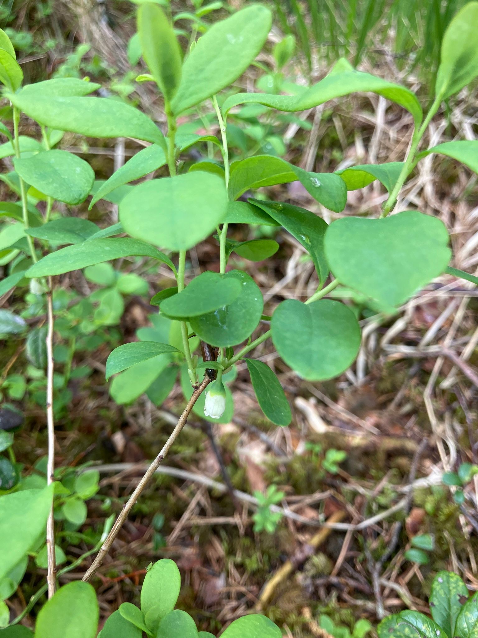 Paprastasis vaivoras (Vaccinium uliginosum)