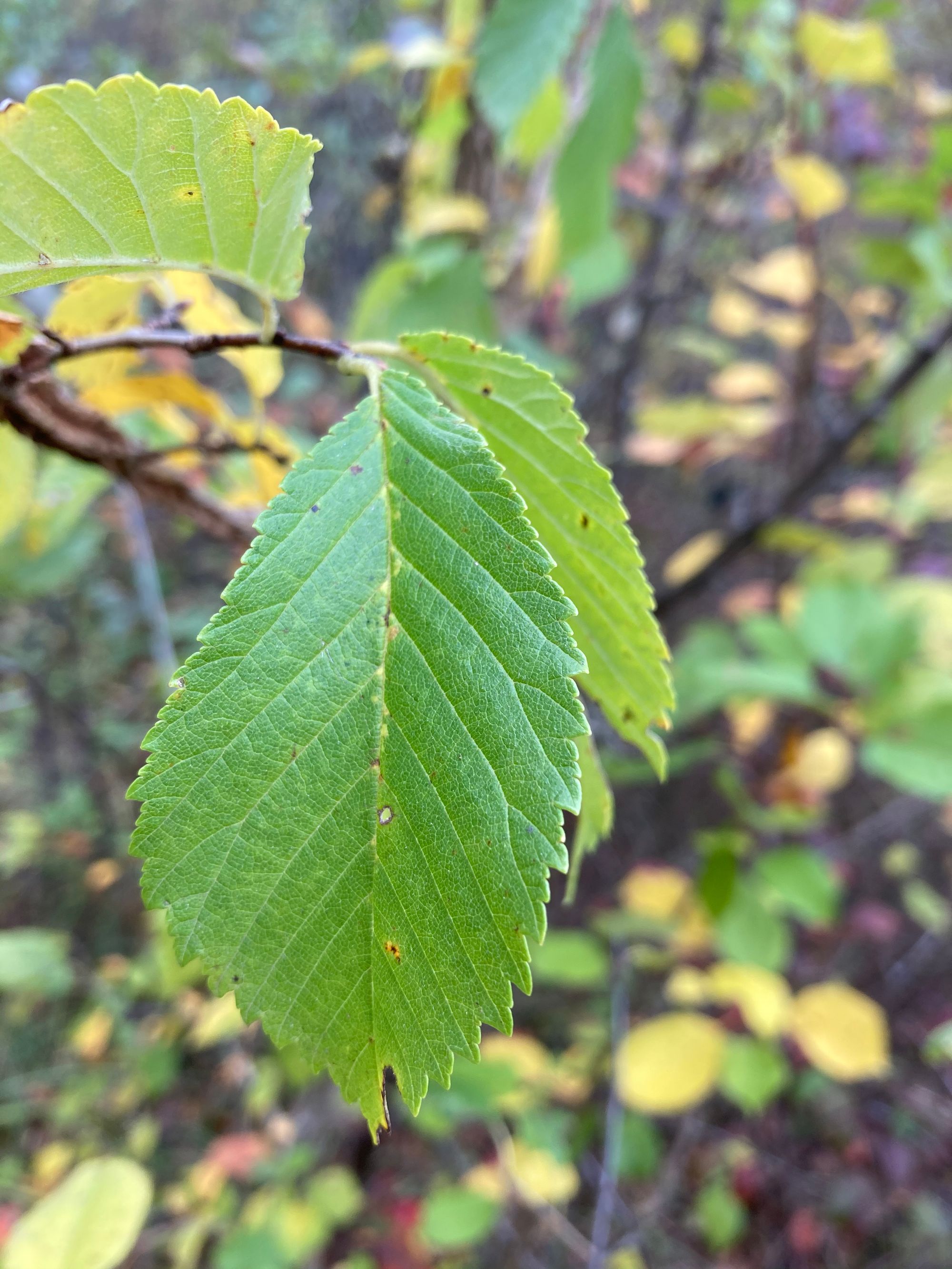 Paprastojo skirpsto kamštinis varietetas (Ulmus minor var. suberosa)