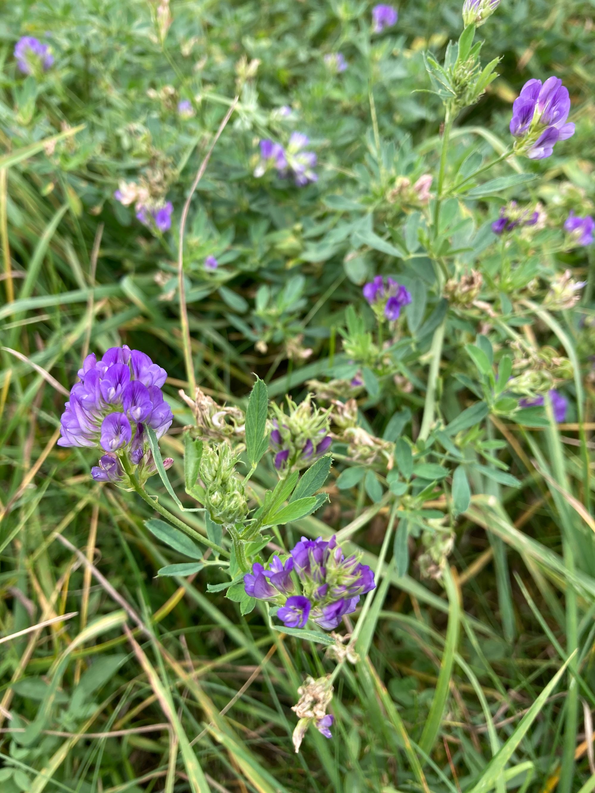 Mėlynžiedė liucerna (Medicago sativa)