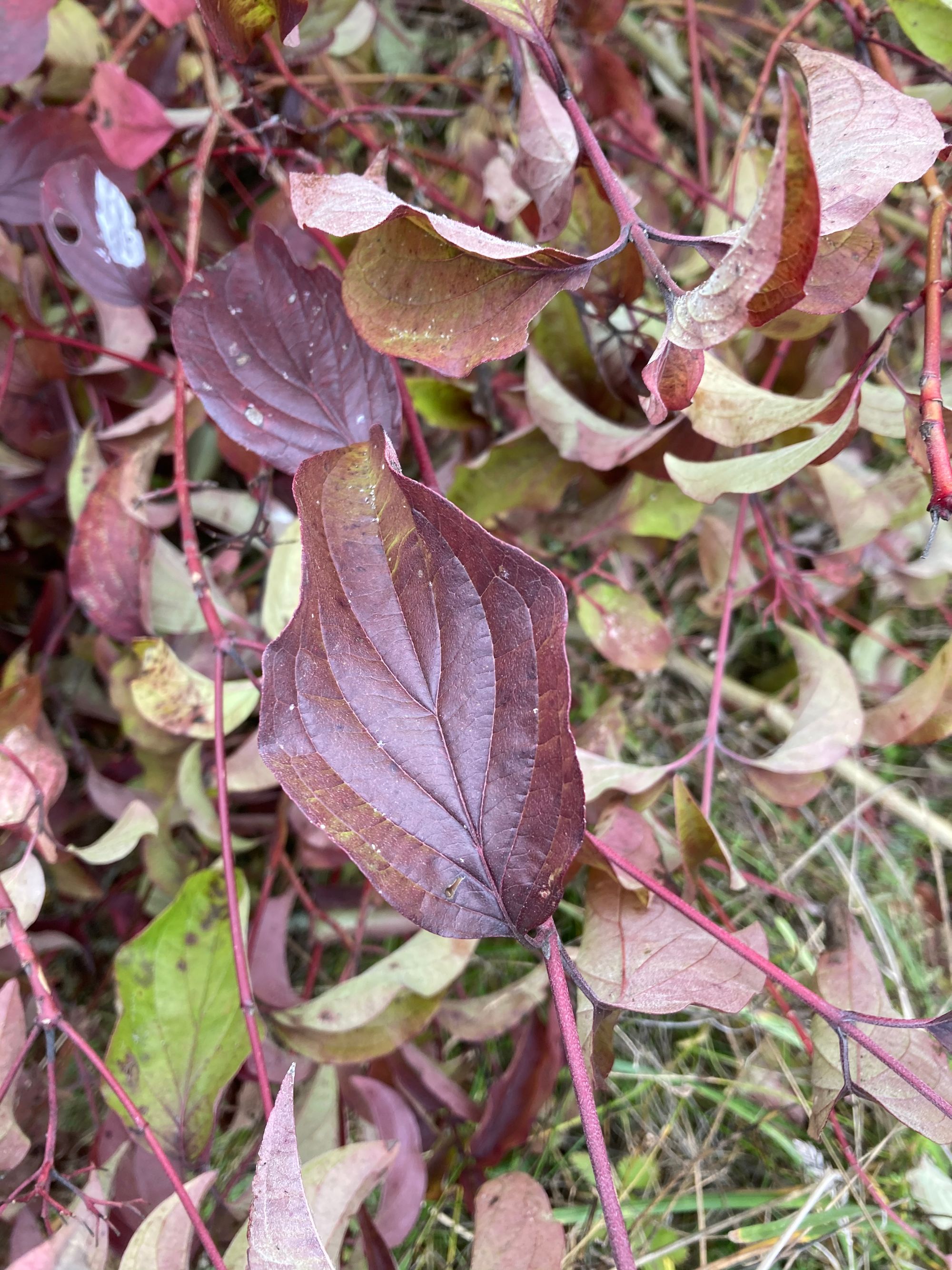 Raudonoji sedula (Cornus sanguinea)
