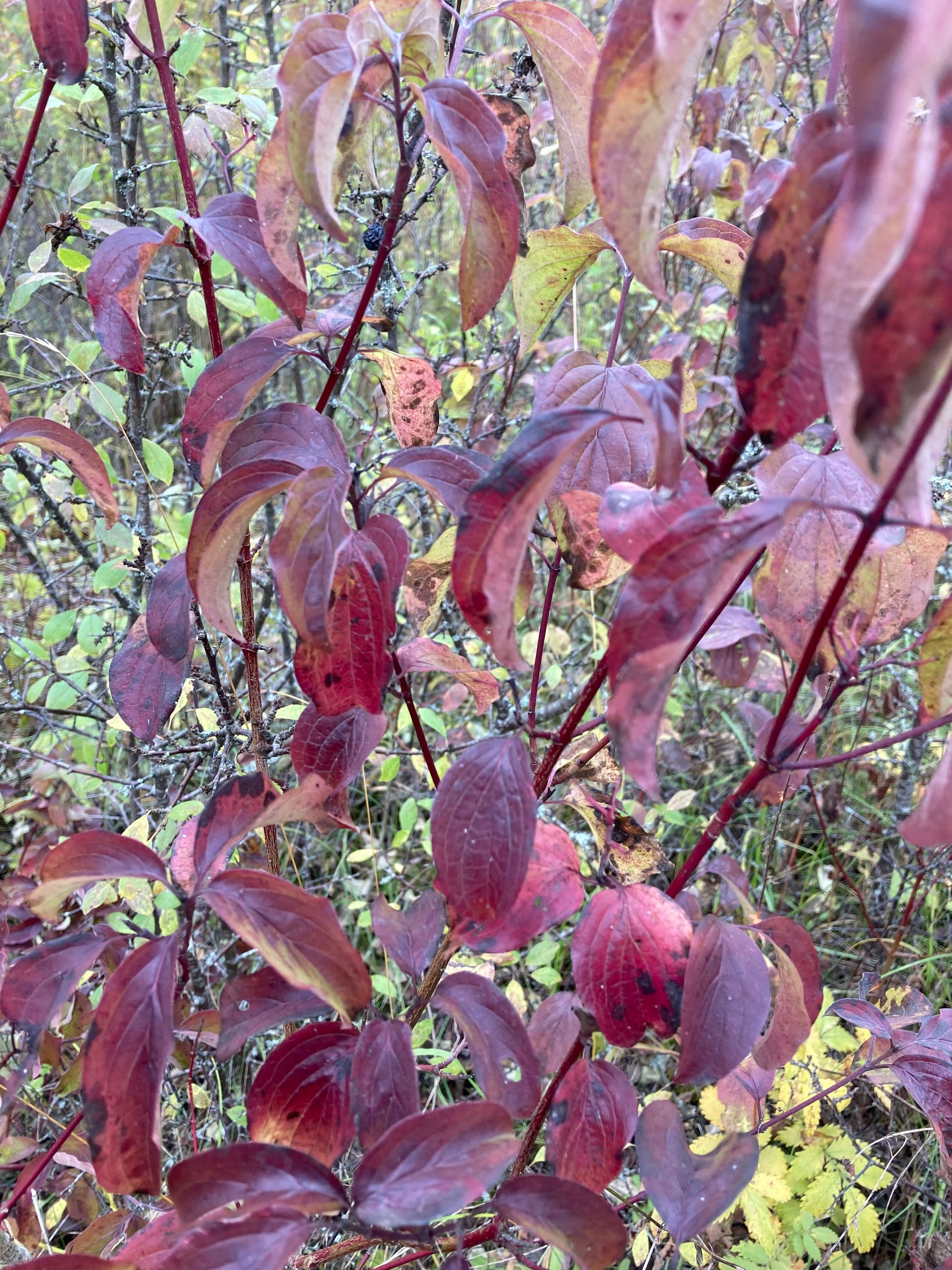 Raudonoji sedula (Cornus sanguinea)