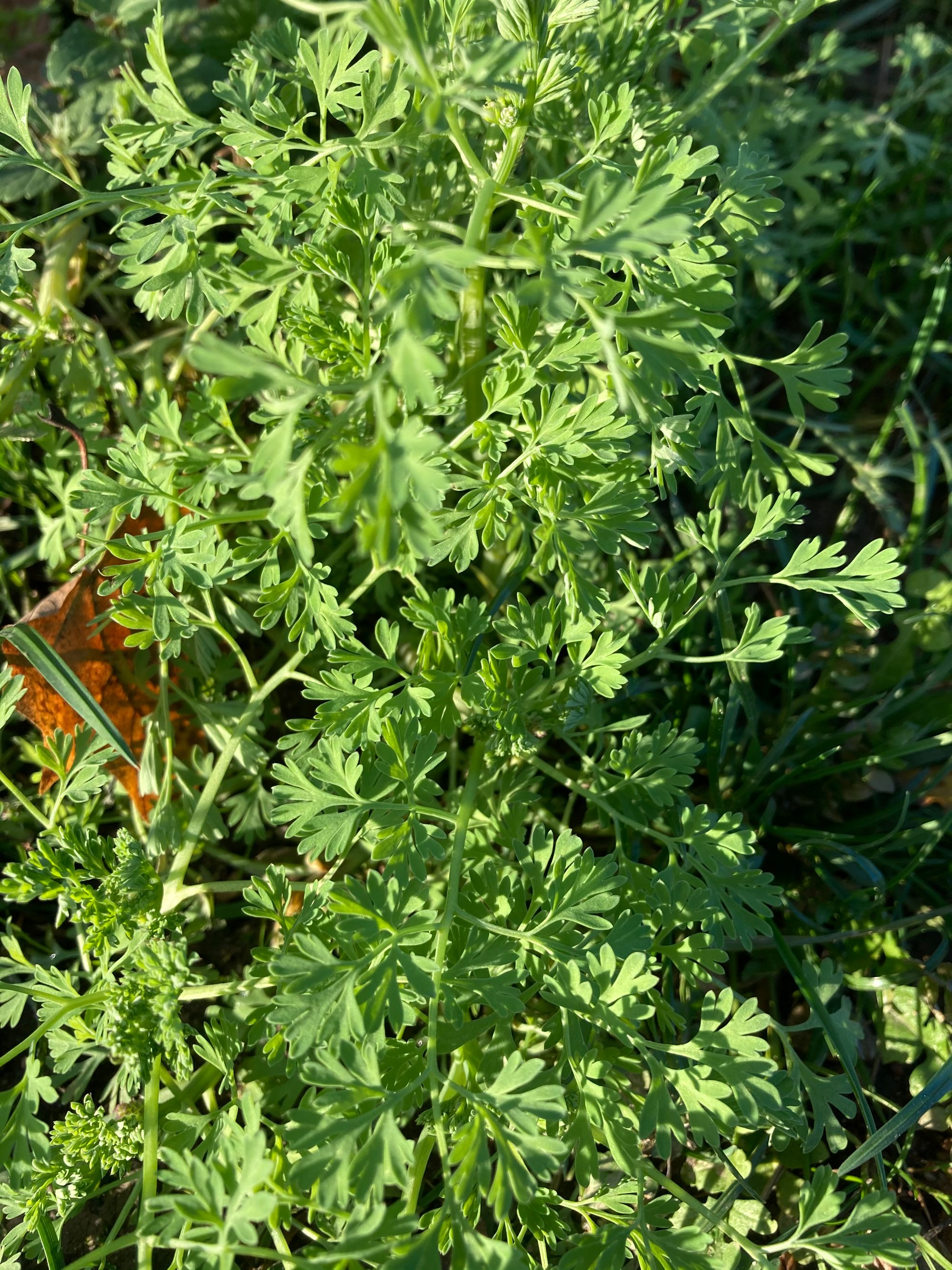 Vaistinė žvirbliarūtė (Fumaria officinalis)