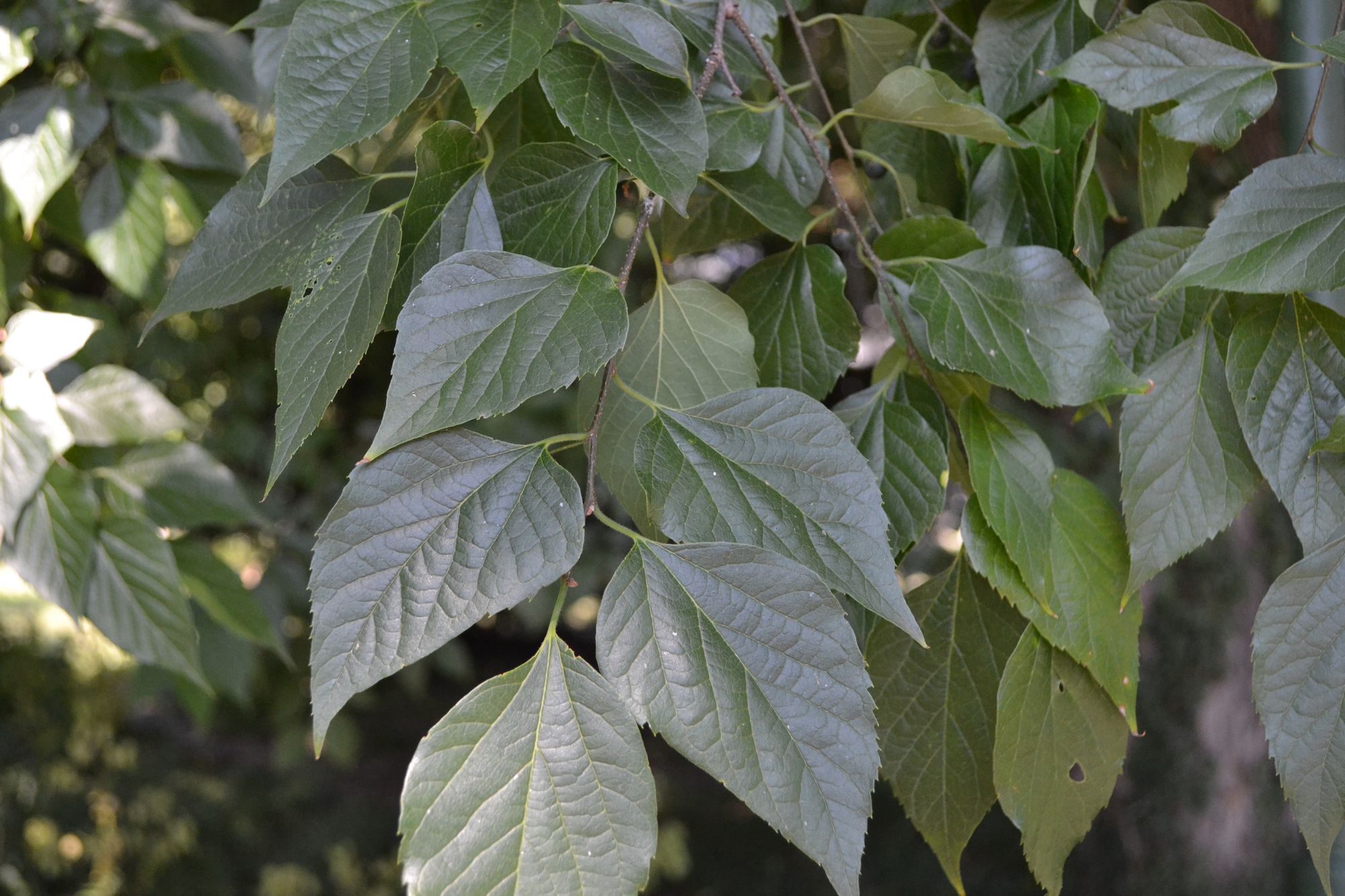 Vakarinis celtis (Celtis occidentalis)