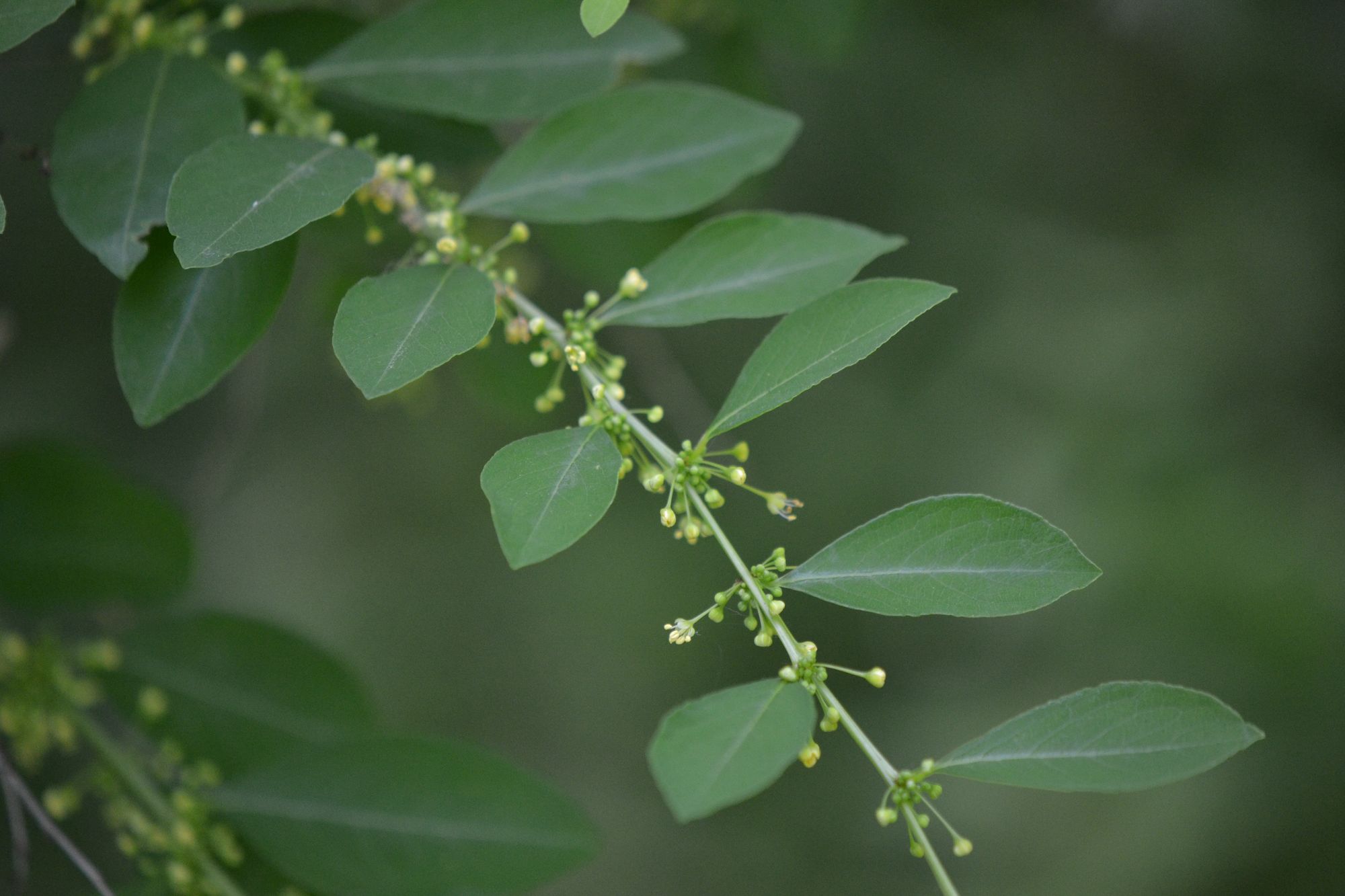 Krūmokšninė sekurinega (Securinega suffruticosa)