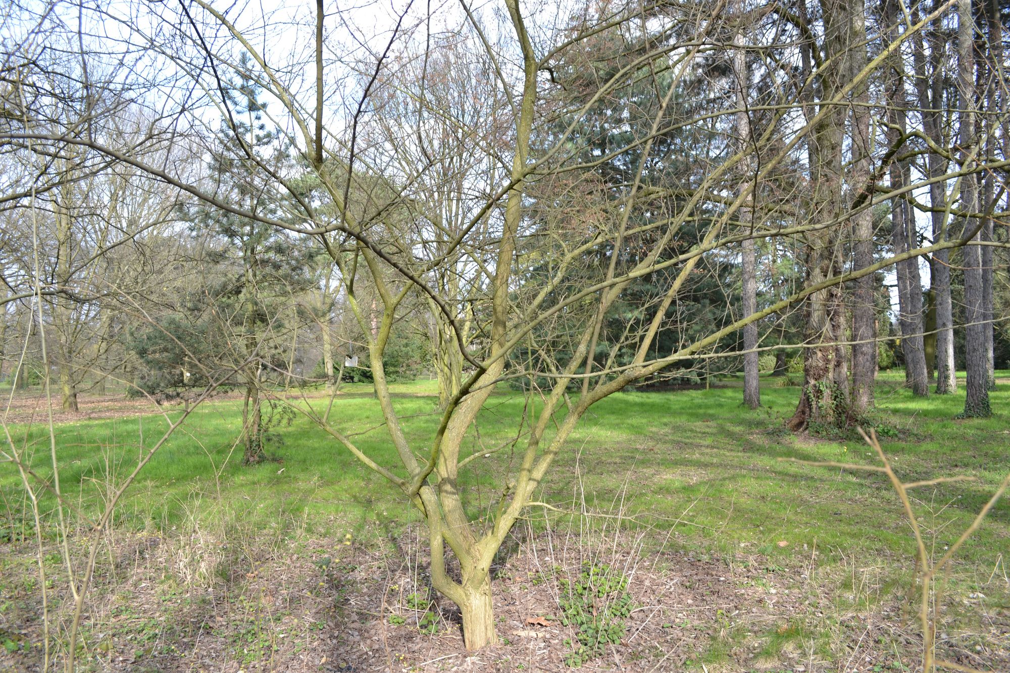 Tridyglė makliūra (Maclura tricuspidata)