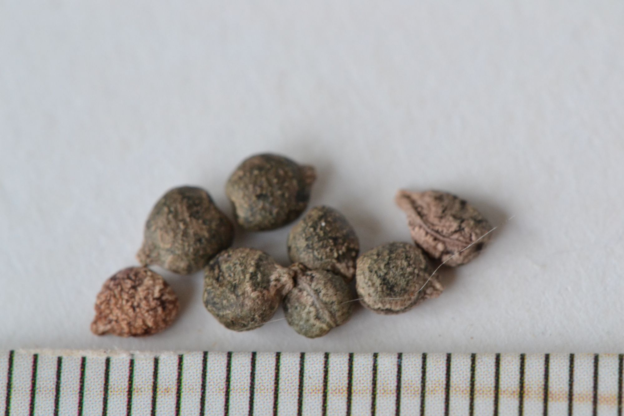 Bitinė sprigė (Impatiens glandulifera)