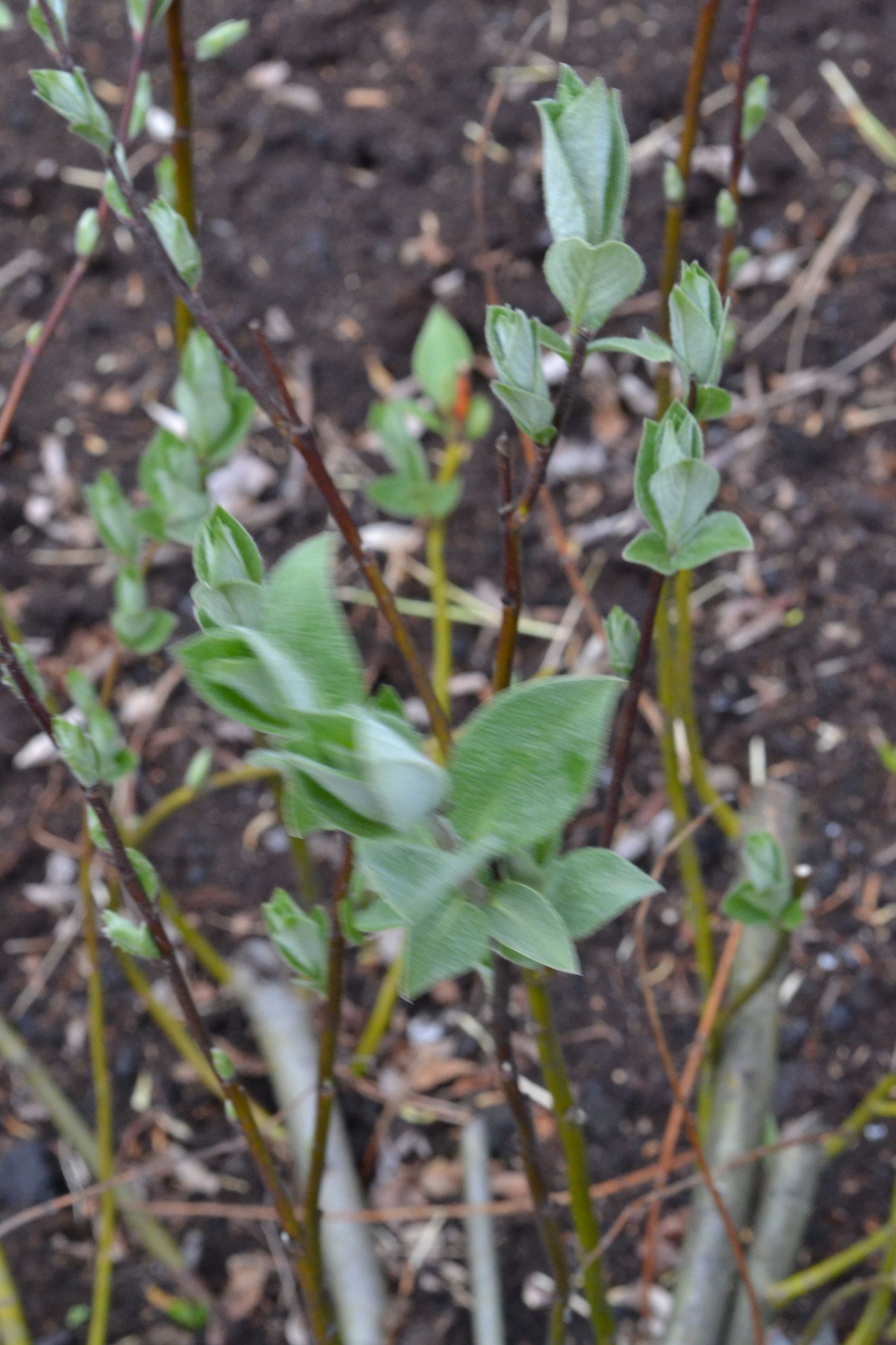 Laplandinis karklas (Salix lapponum)