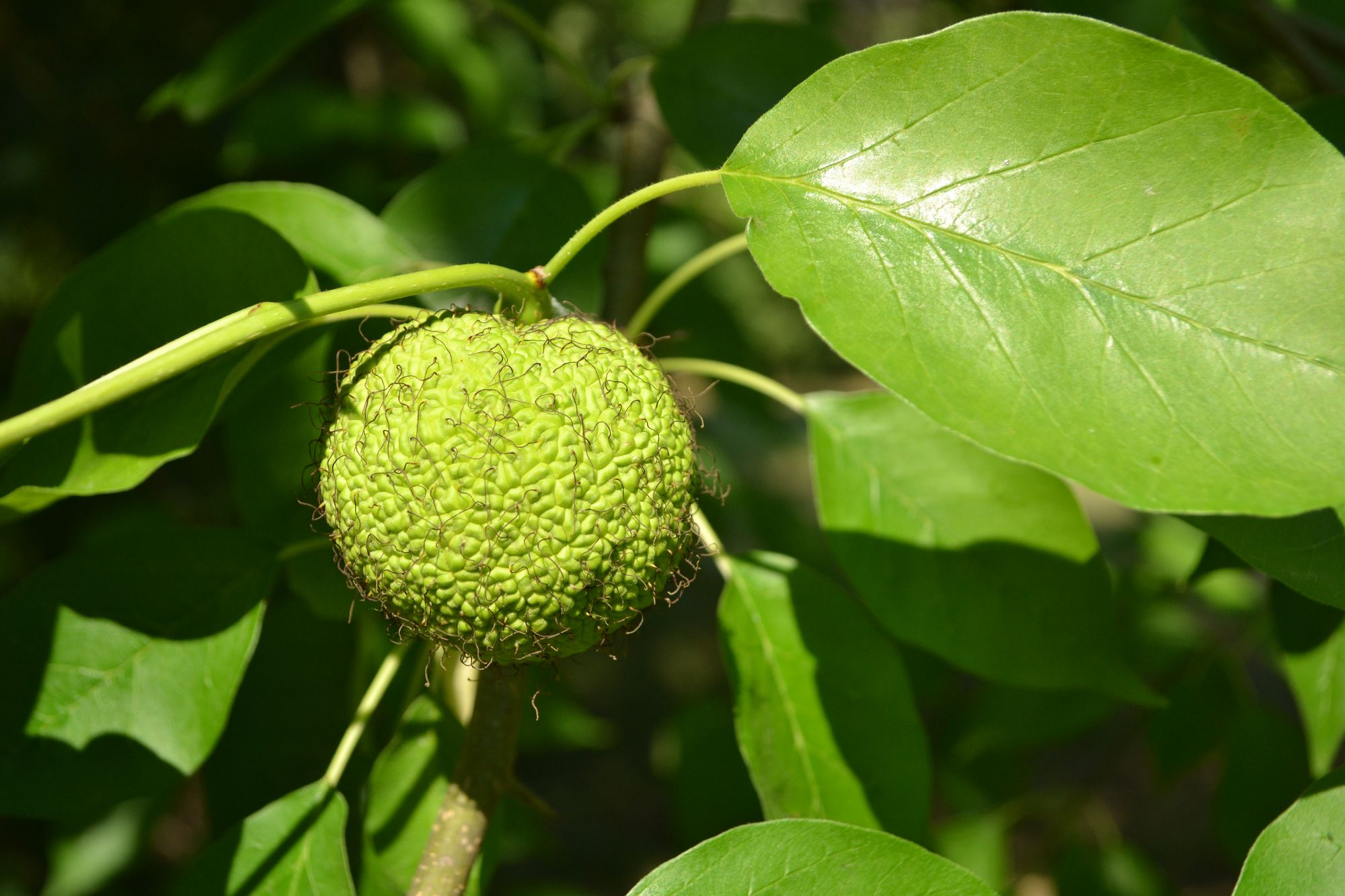 Obuolinė makliūra (Maclura pomifera)