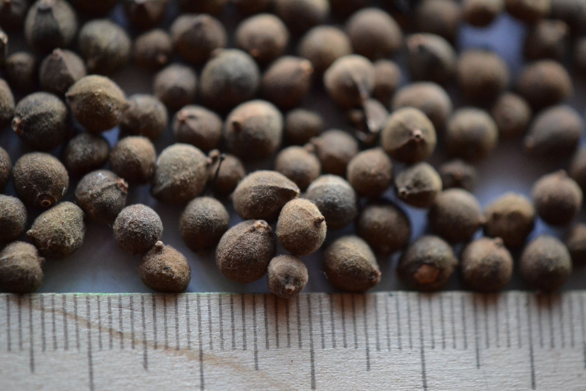 Mažalapė liepa (Tilia cordata)