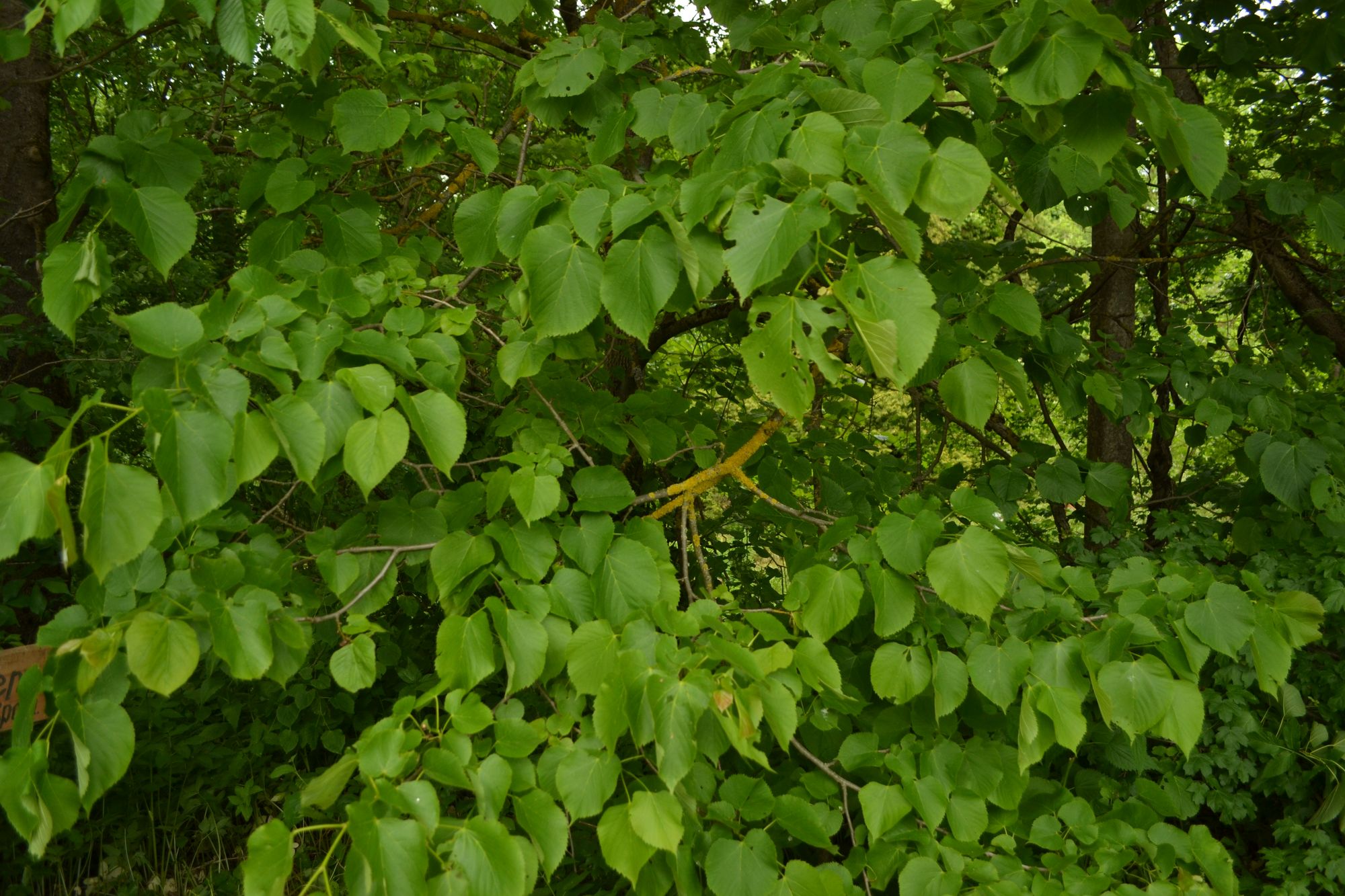 Moltkės liepa (Tilia x moltkei)