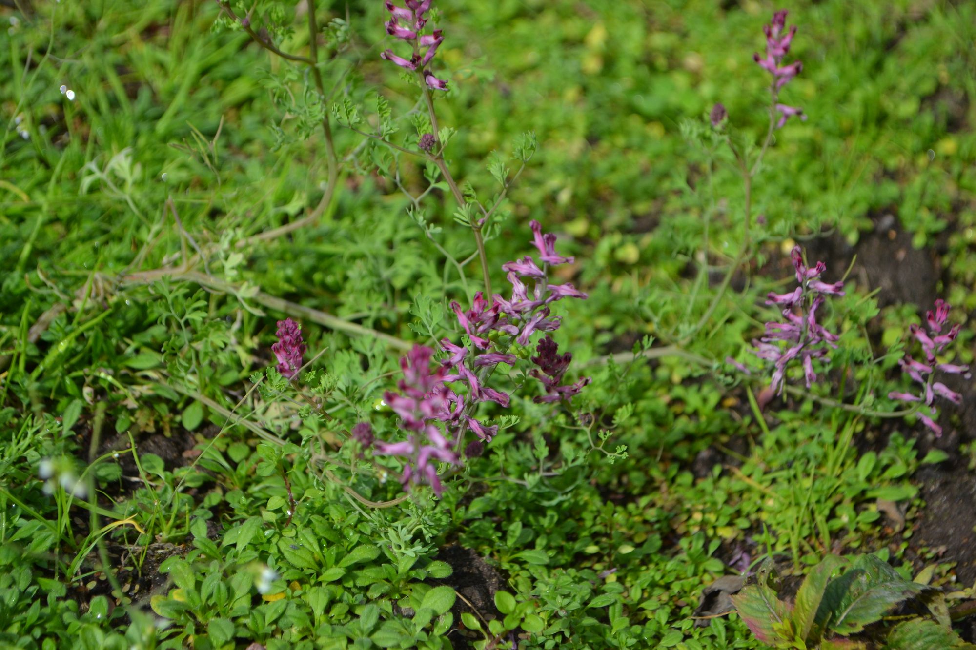 Vaistinė žvirbliarūtė (Fumaria officinalis)