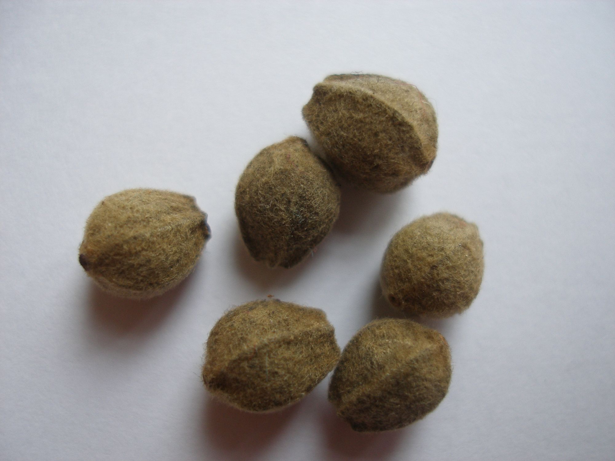 Grakščioji liepa (Tilia x euchlora)