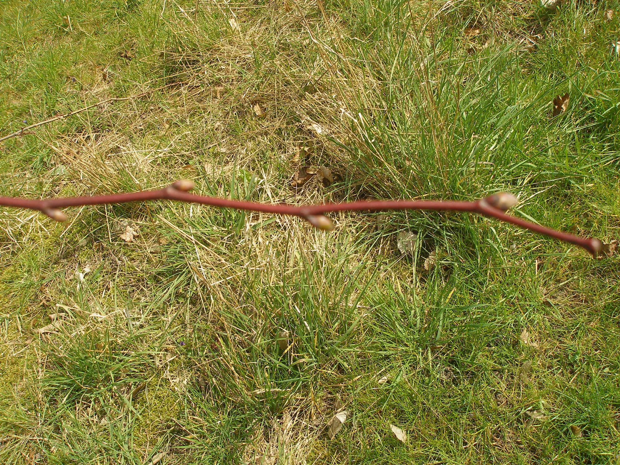 Pilkoji liepa (Tilia miqueliana)