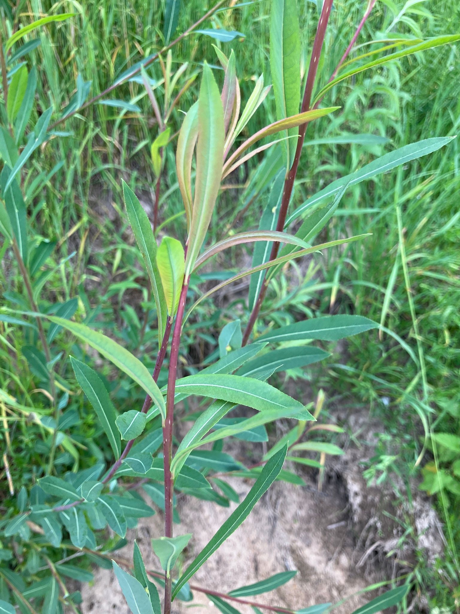 Purpurinis karklas (Salix purpurea)