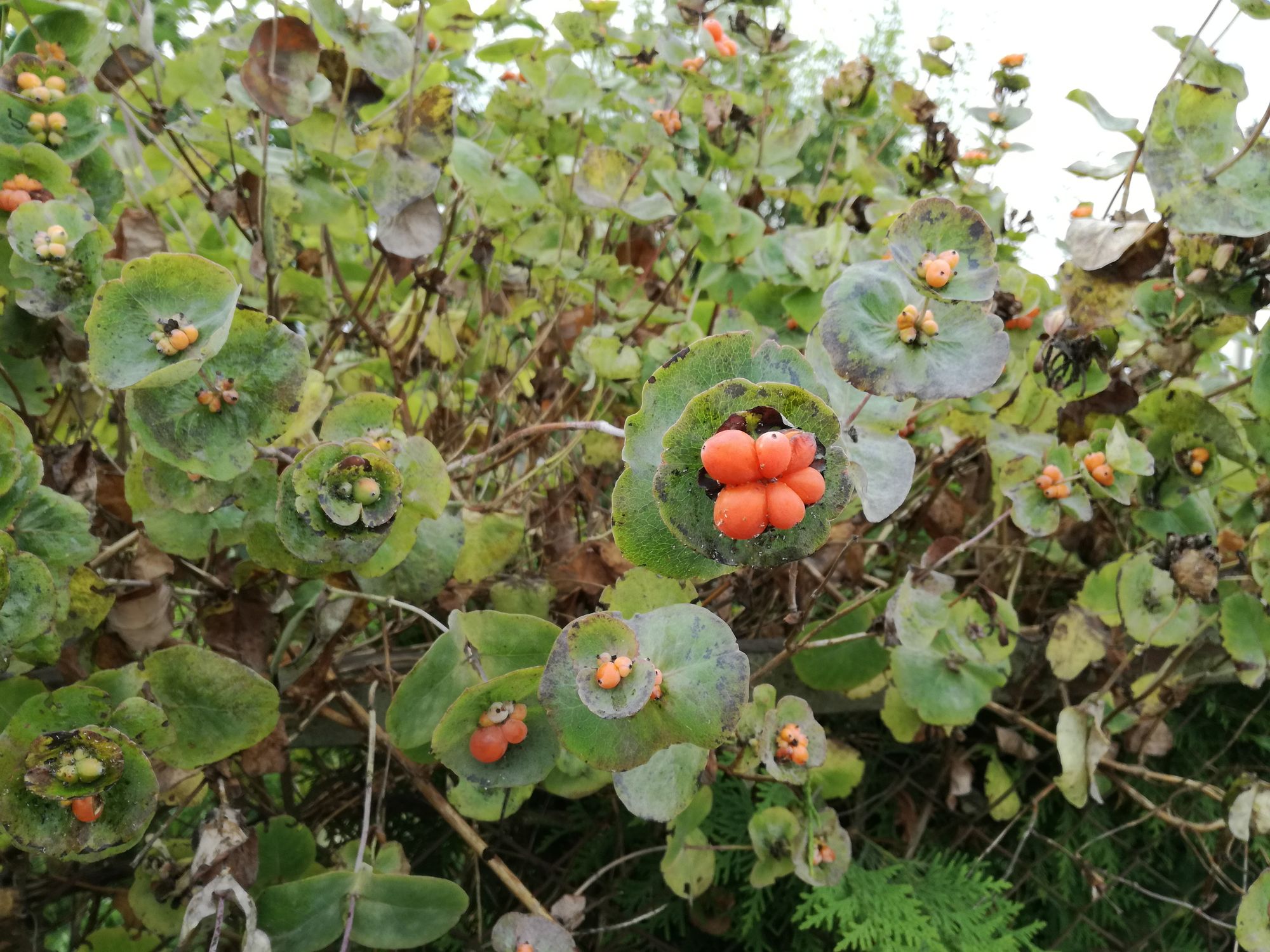 Apskritalapis sausmedis (Lonicera caprifolium)