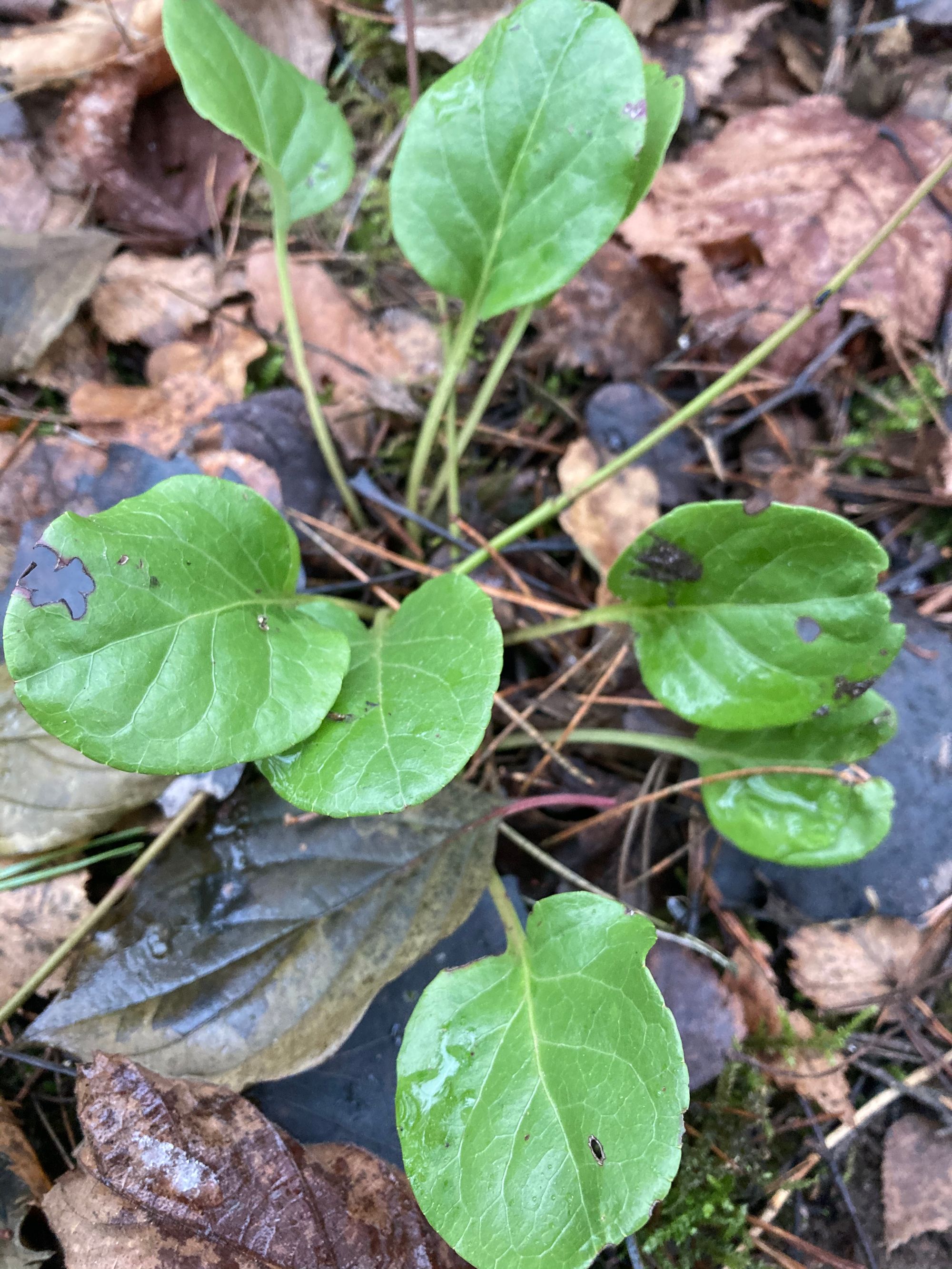 Apskritalapė kriaušlapė (Pyrola rotundifolia)