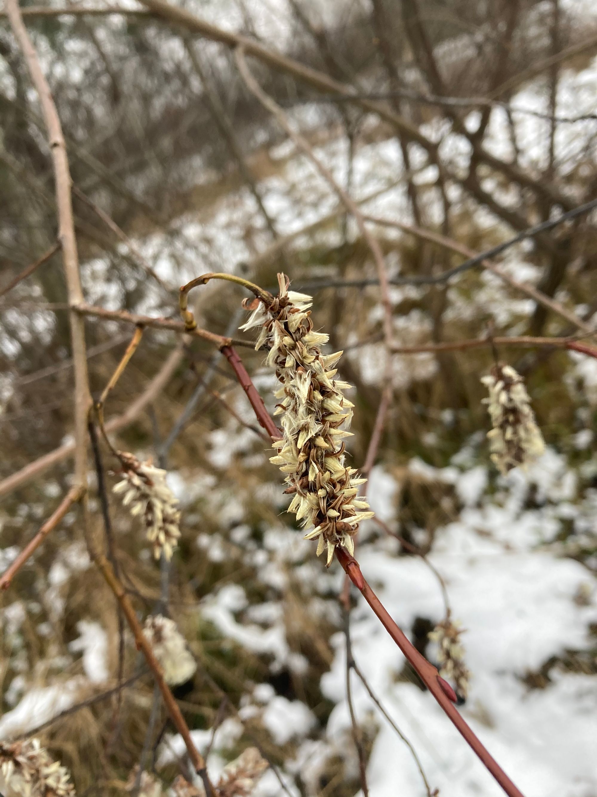 Virbinis gluosnis (Salix pentandra)