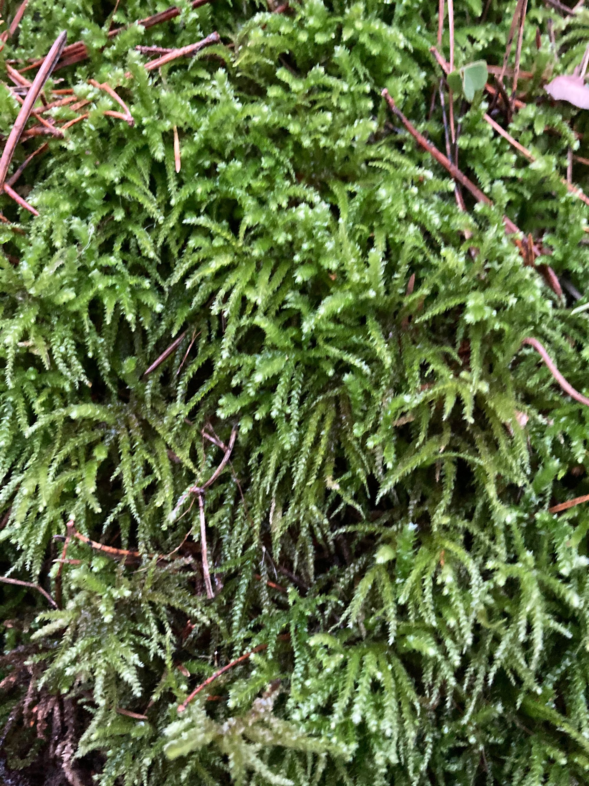 Bukoji gražiasnapė (Eurhynchium angustirete)