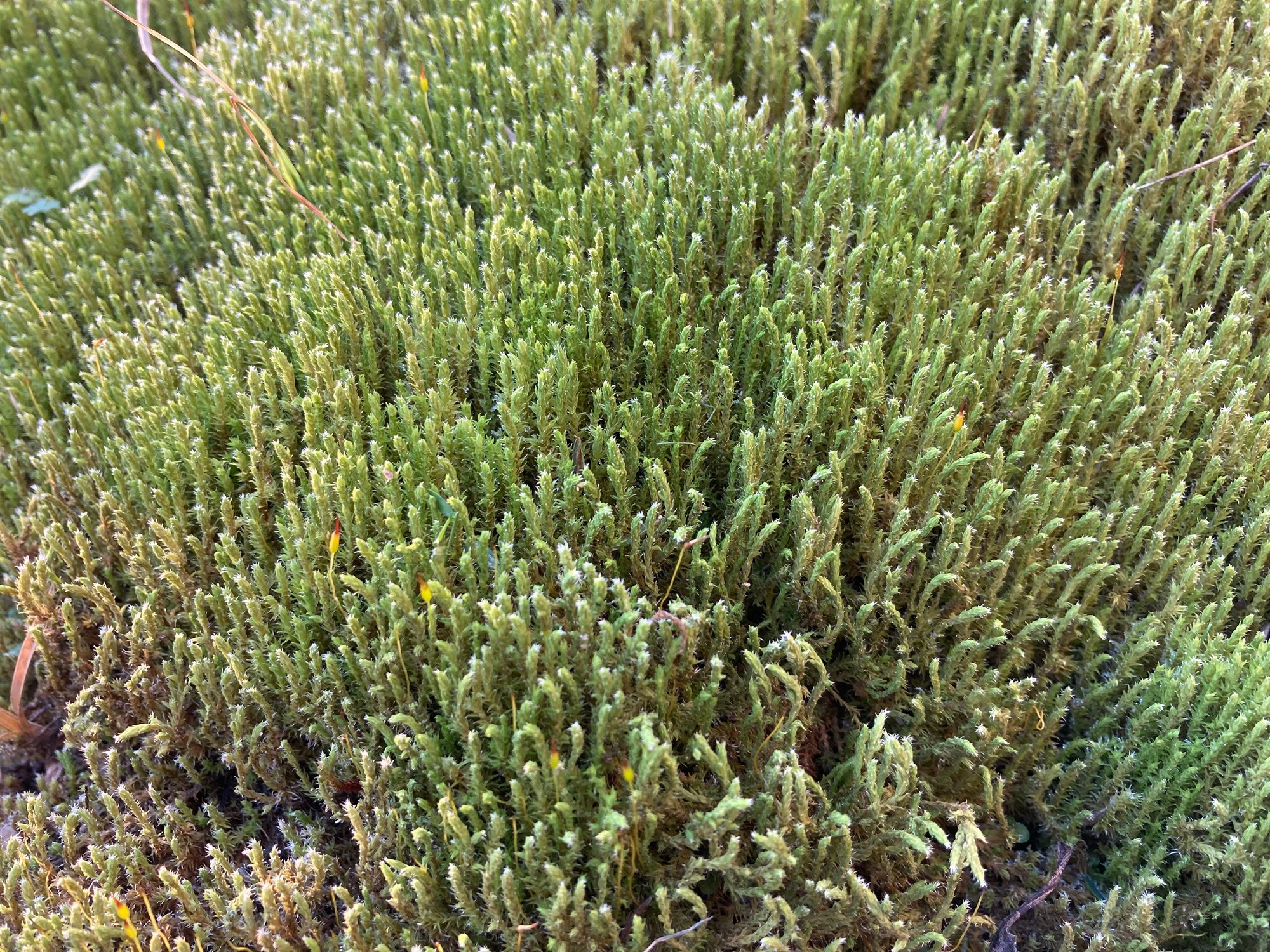 Blakstienotoji hedvigija (Hedwigia ciliata)